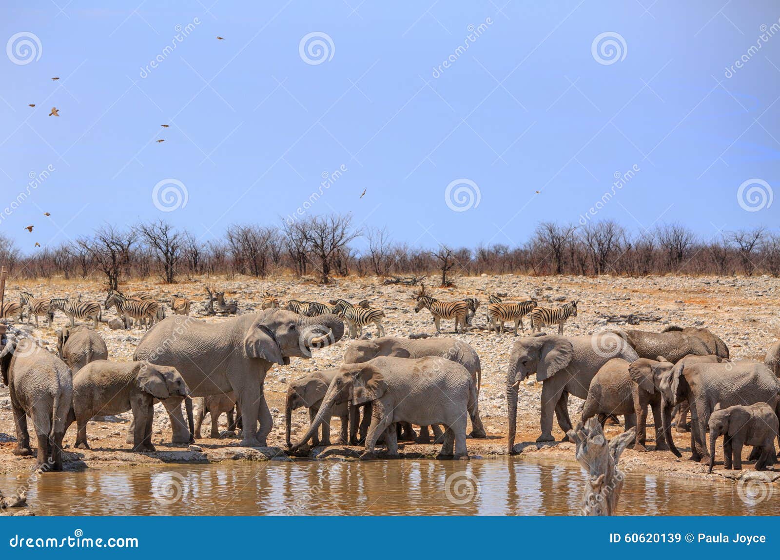 Um rebanho dos elefantes e das zebras ao lado de um waterhole. Uma variedade de animais que incluem elefantes e zebras ao lado de um waterhole no parque nacional de Etosha