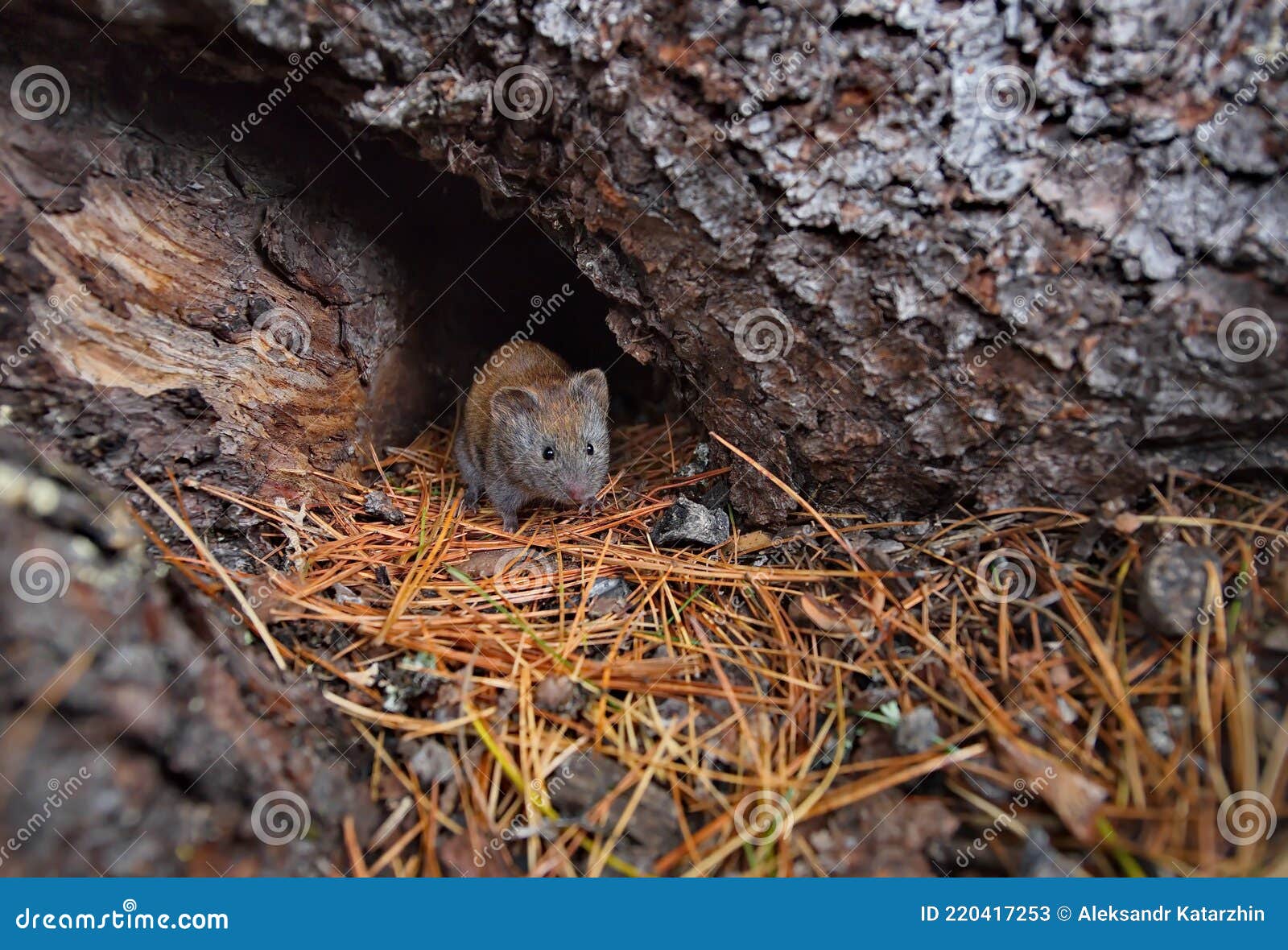 Um Residente Secreto Do Sayan Taiga Imagem de Stock - Imagem de espessuras,  rato: 220417253