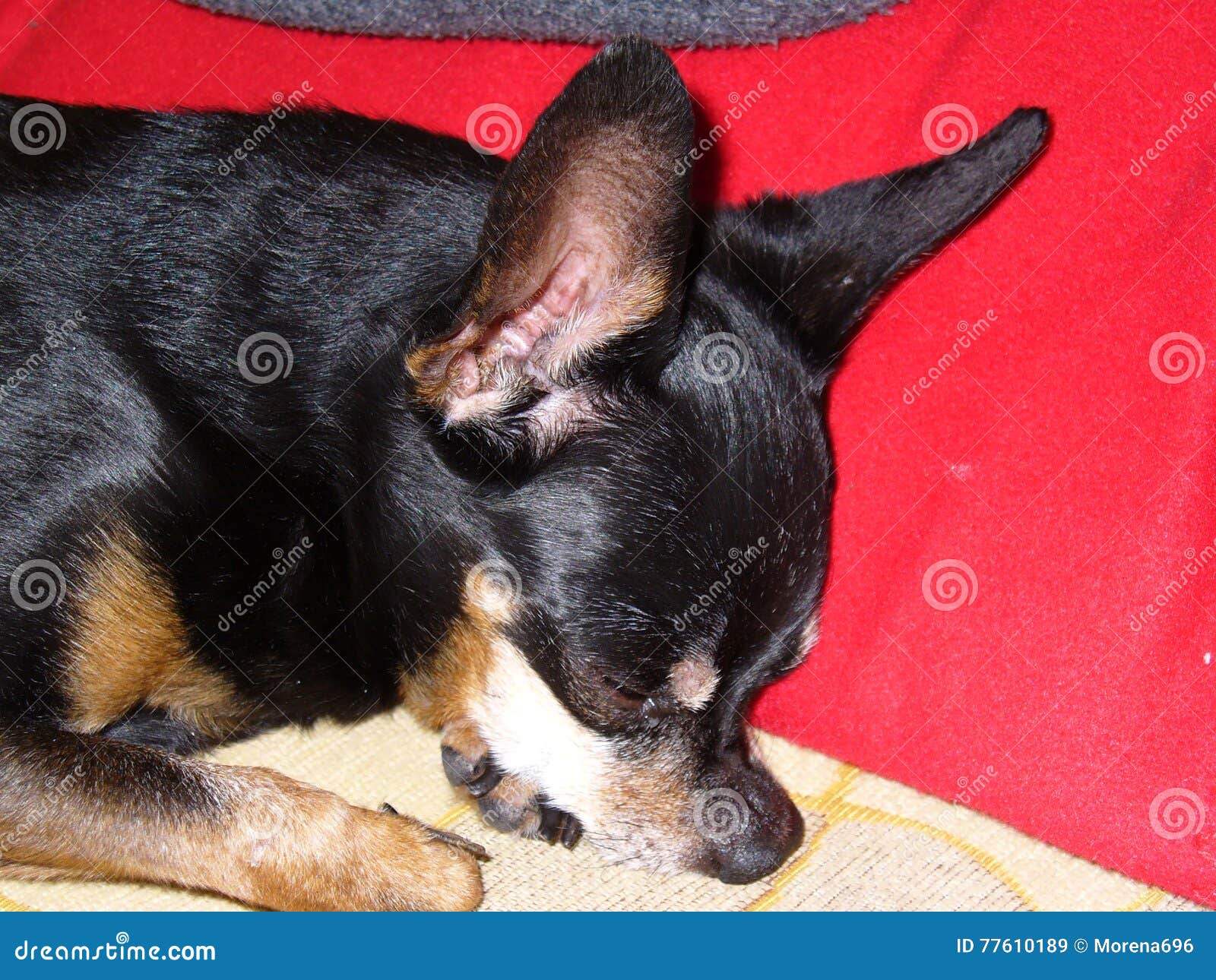 Um Retrato De Um Pinscher Velho Imagem de Stock Imagem de fofofo