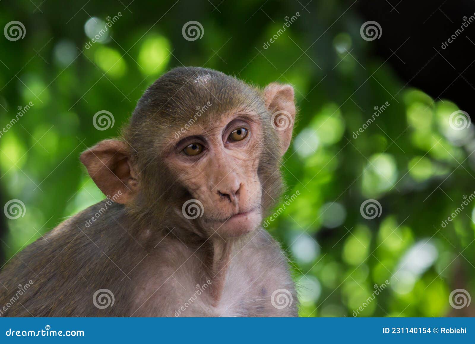 Macacos engraçados imagem de stock. Imagem de quente - 69068295