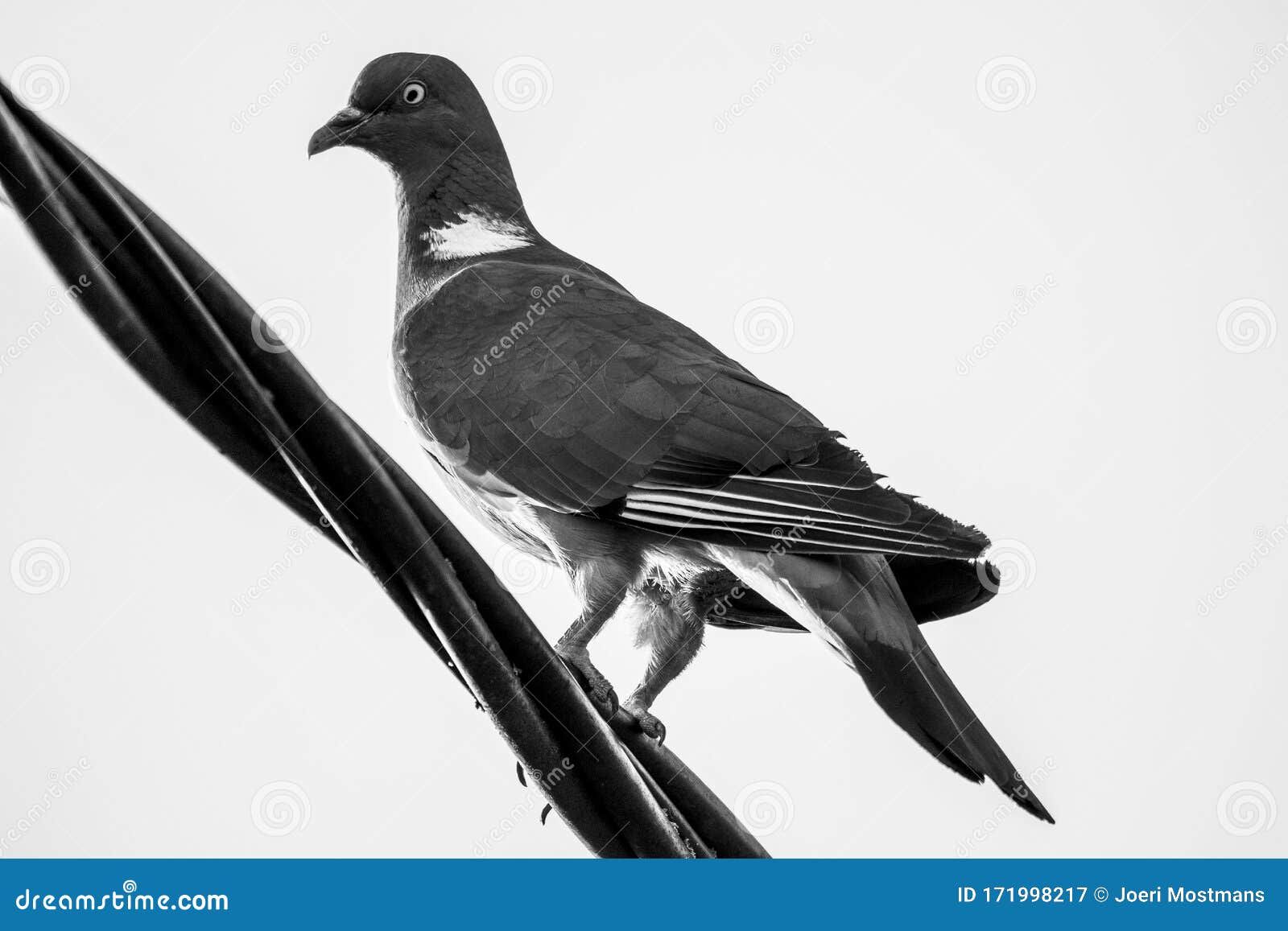 Um Retrato Preto E Branco De Um Simples Pombo Sentado Sobre Um Fio Elétrico  De Alta Tensão Preto. O Pássaro Está Olhando Em Volta Foto de Stock -  Imagem de bonito, olhar