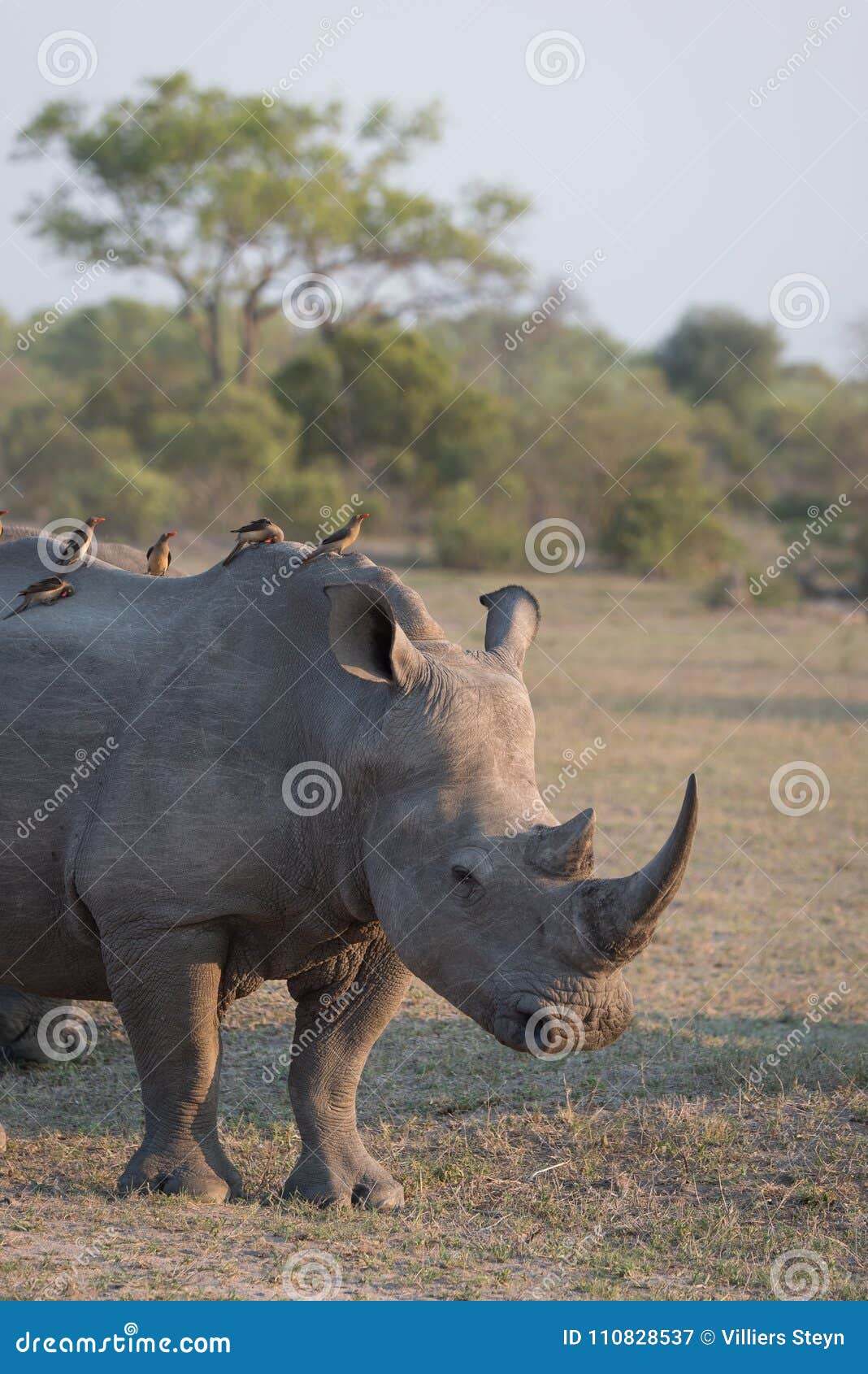 Um Rinoceronte Branco Com Passageiros Do Oxpecker Imagem de Stock