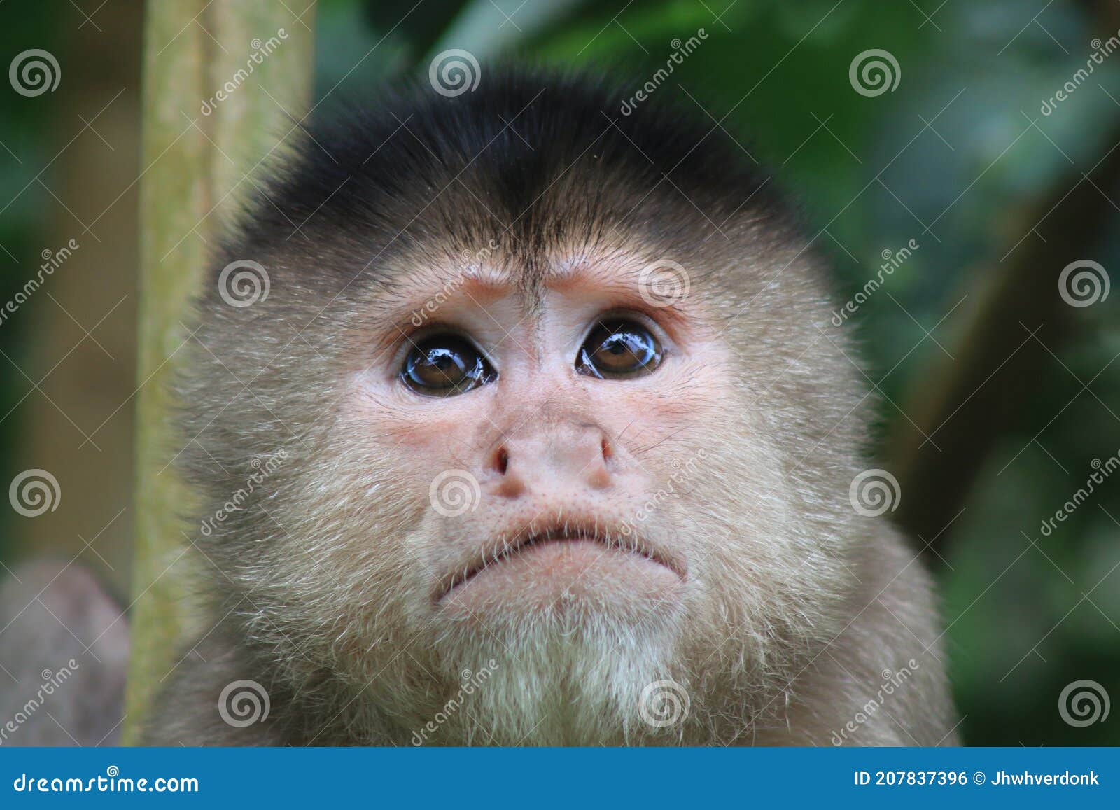 Um macaco branco com um rosto nele