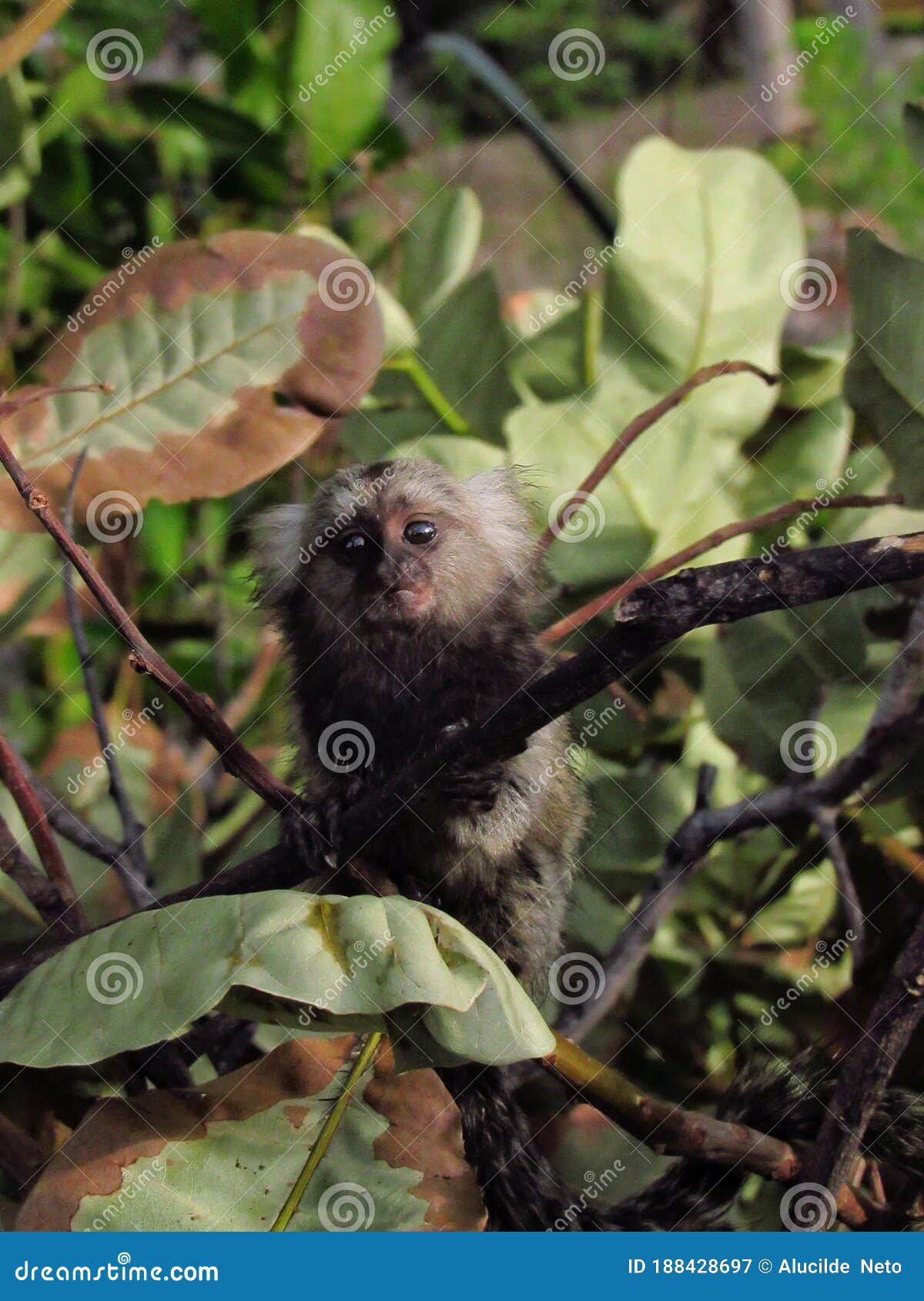 Bebê Branco-dirigido Do Sagui Foto de Stock - Imagem de macaco