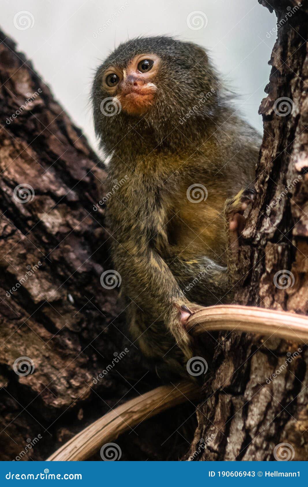 O menor macaco das Américas: Sagui-pigmeu (Cebuella pygmaea)