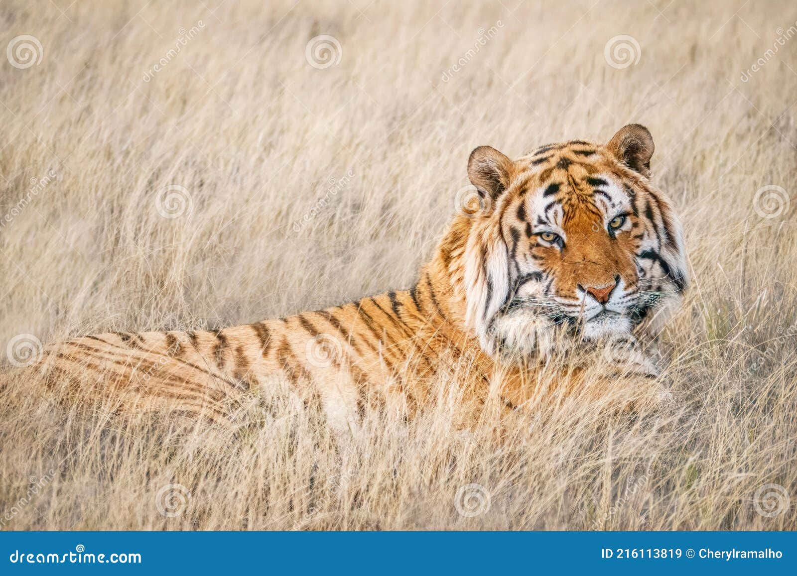 Tigre de bengala branco olhando para a câmera