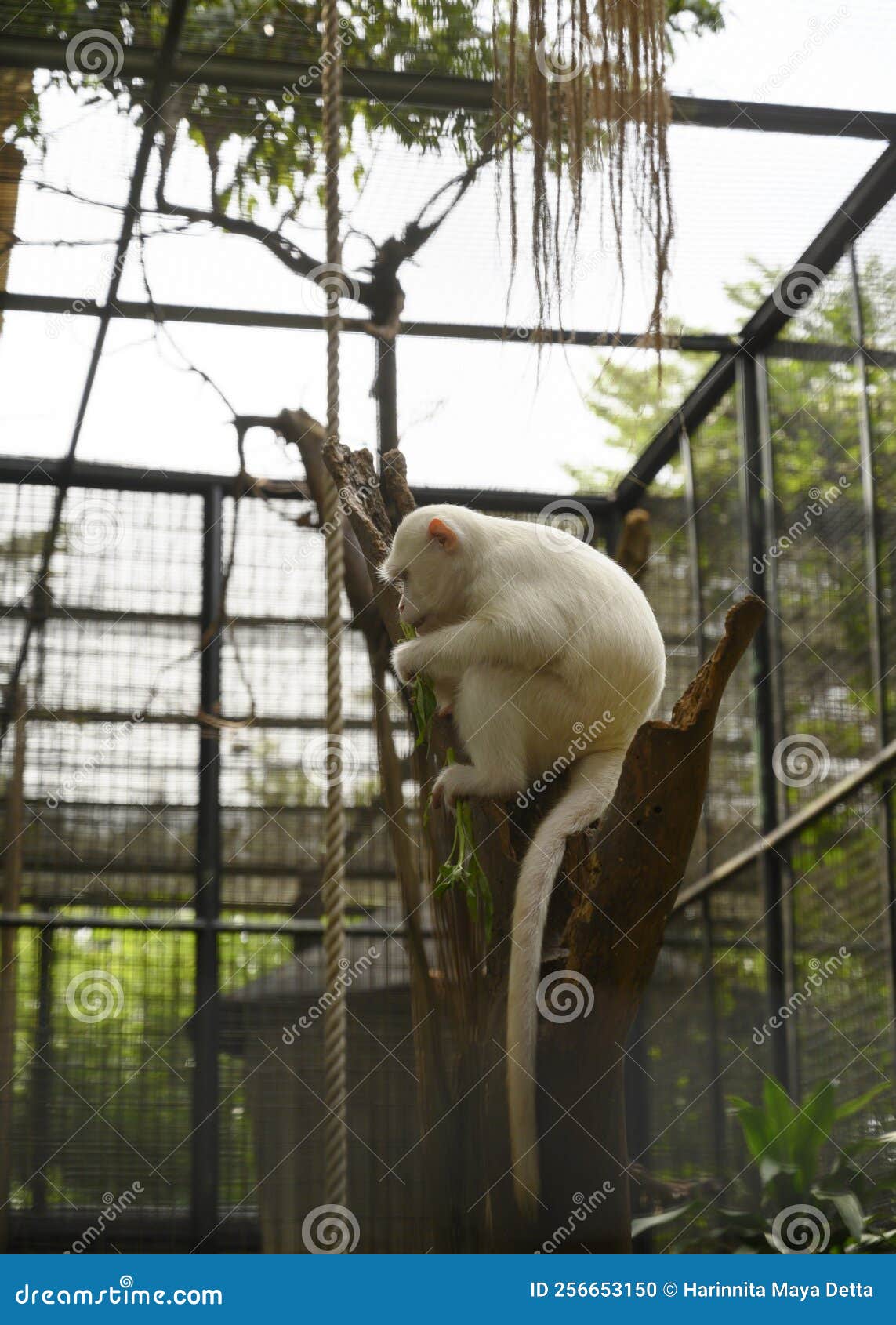 Macaco branco albino imagem de stock. Imagem de marrom - 290616153