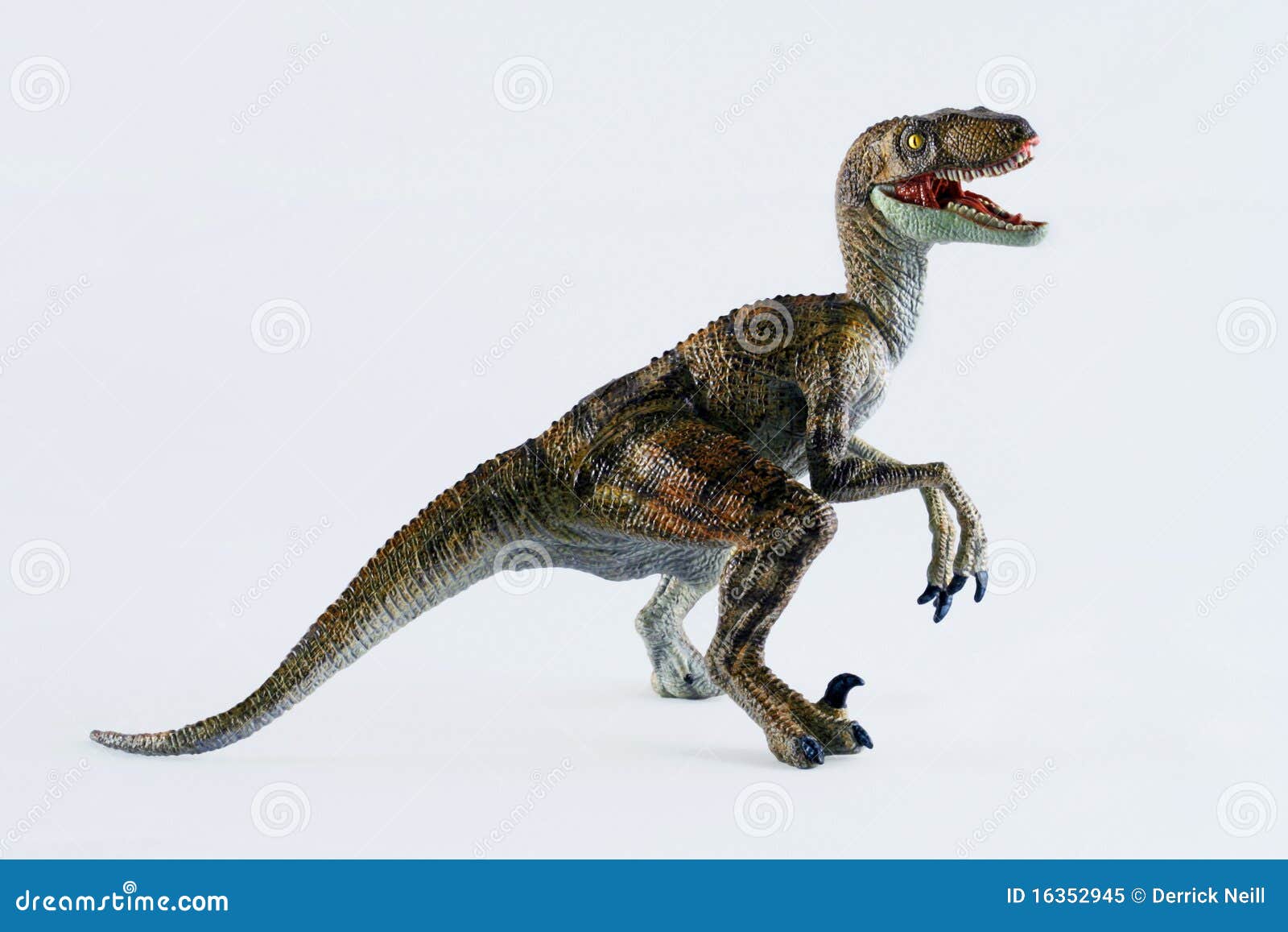 Um Velociraptor imagem de stock. Imagem de branco, afiado - 16352945