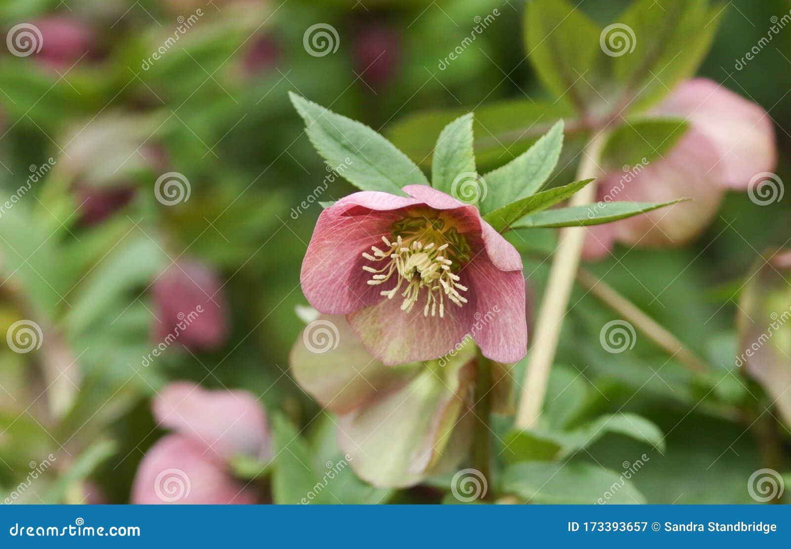 Uma Bela Planta Rosa-hellebora De Rosas De Natal. Imagem de Stock - Imagem  de florescer, inglaterra: 173393657