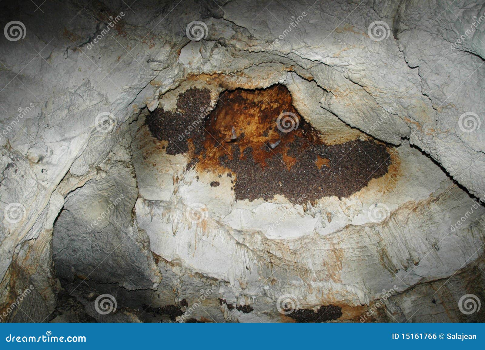 Uma colônia dos bastões em uma caverna, Azokh-caverna, Nagorno Karabakh, Cáucaso