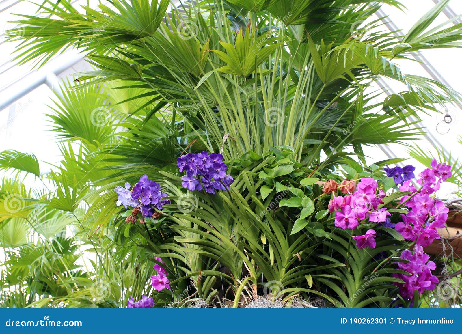 Uma Estufa Cheia De Orquídeas De Vanda Rosa E Roxa E Palmeiras Imagem de  Stock - Imagem de botânica, floral: 190262301