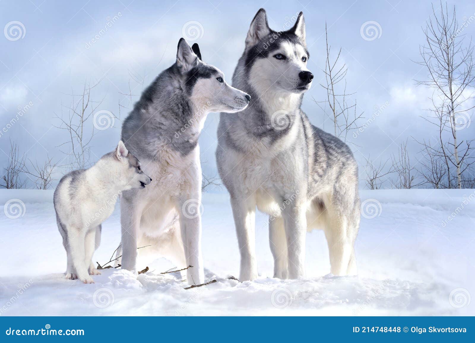 Saia de árvore de Natal, grupo de lobos, floresta de animais