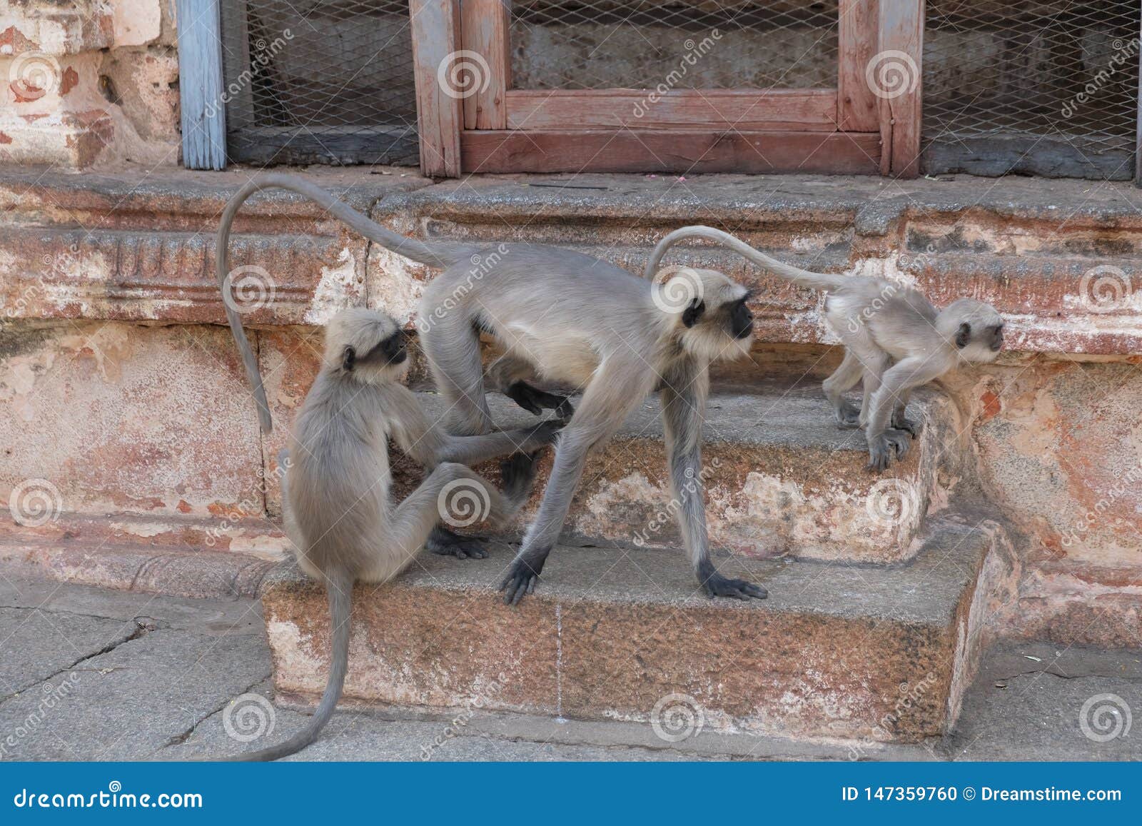 Macacos fofos posando juntos