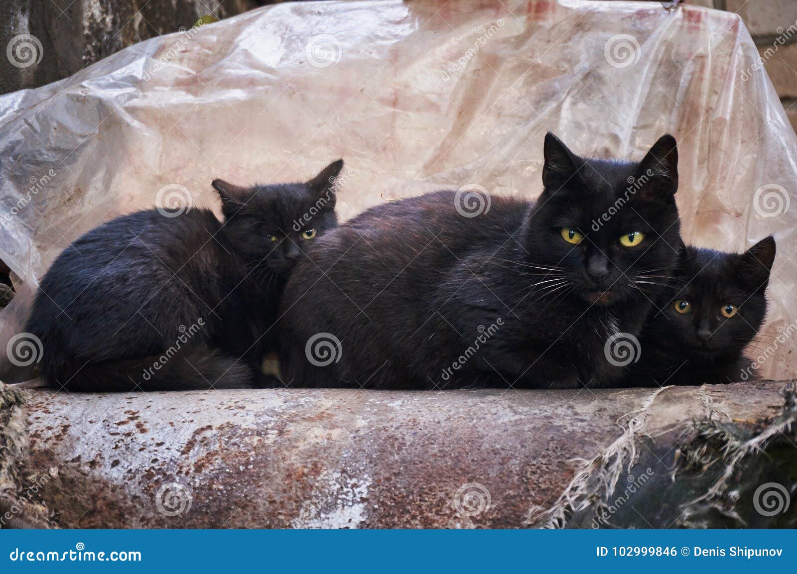 Três Gatos Pretos Estão Olhando Para Cima. Amigos Para Sempre