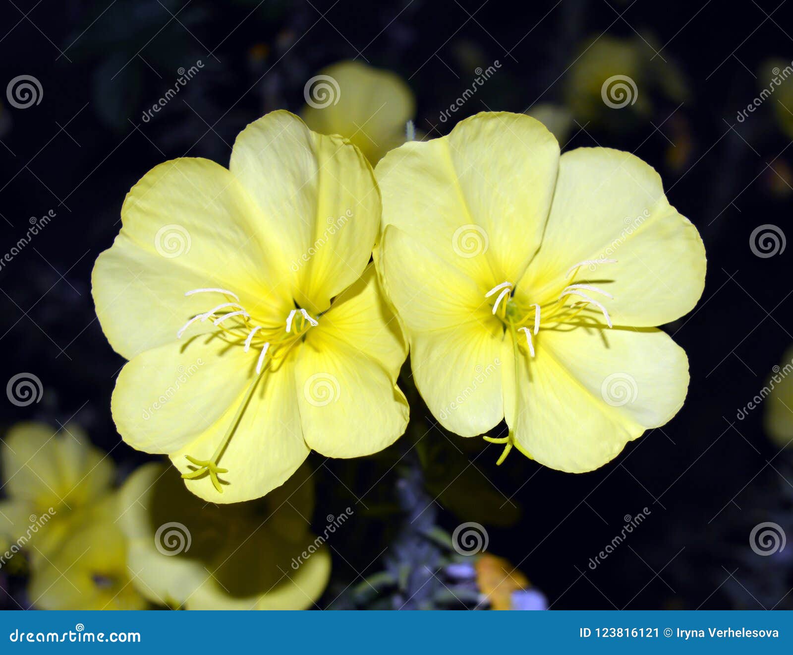 Uma Flor Amarela Que Floresça Na Noite E Floresça a Noite Inteira Imagem de  Stock - Imagem de bonito, botânica: 123816121