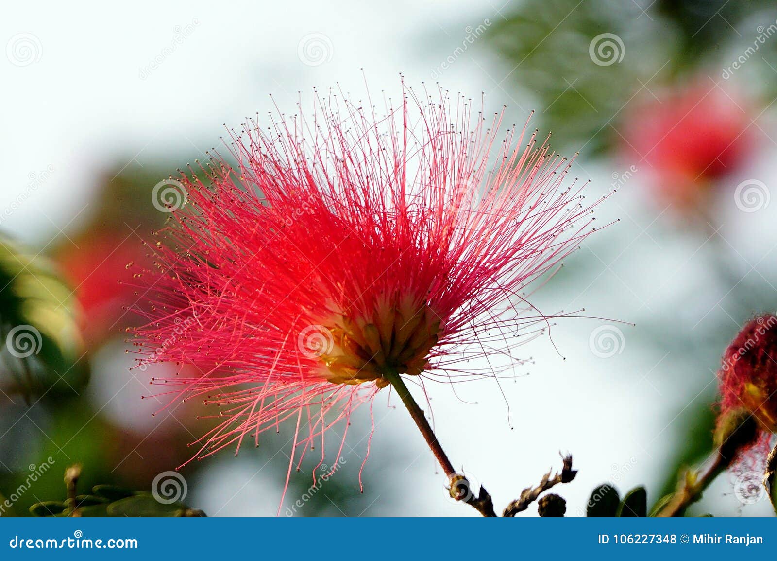 Uma Flor Da árvore De Seda Ou Da Mimosa Persa Foto de Stock - Imagem de  gêmeo, tamarindo: 106227348