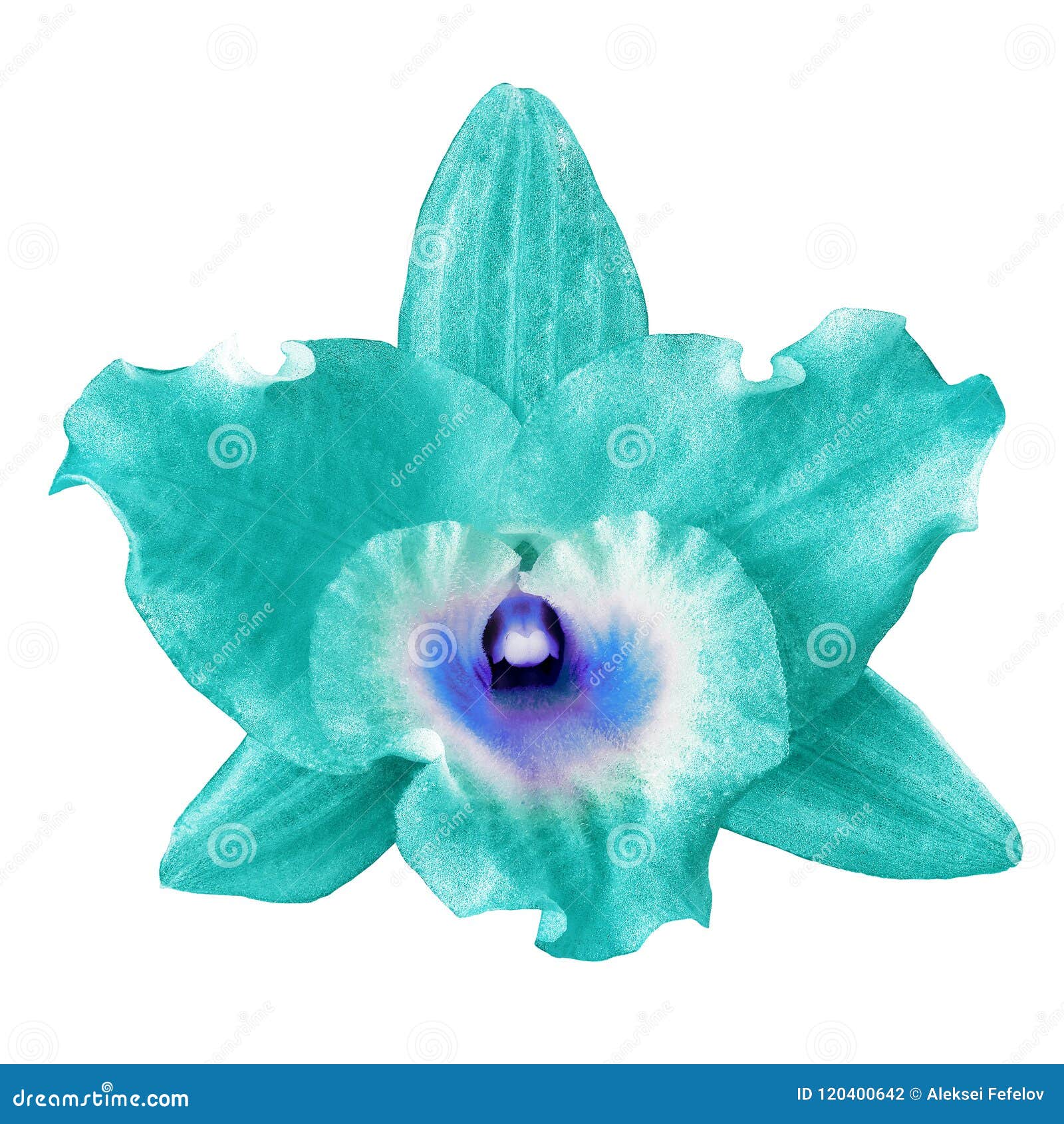 Uma Flor Da Orquídea Azul Do Jade, Fundo Branco Isolado Close-up Da Flor Em Botão Foto de Stock - Imagem de planta, bonito: 120400642 Uma Flor Da Orquídea Azul Do Jade, Fundo Branco Isolado Close-up Da Flor Em Botão Foto de Stock - Imagem de planta, bonito: 120400642
