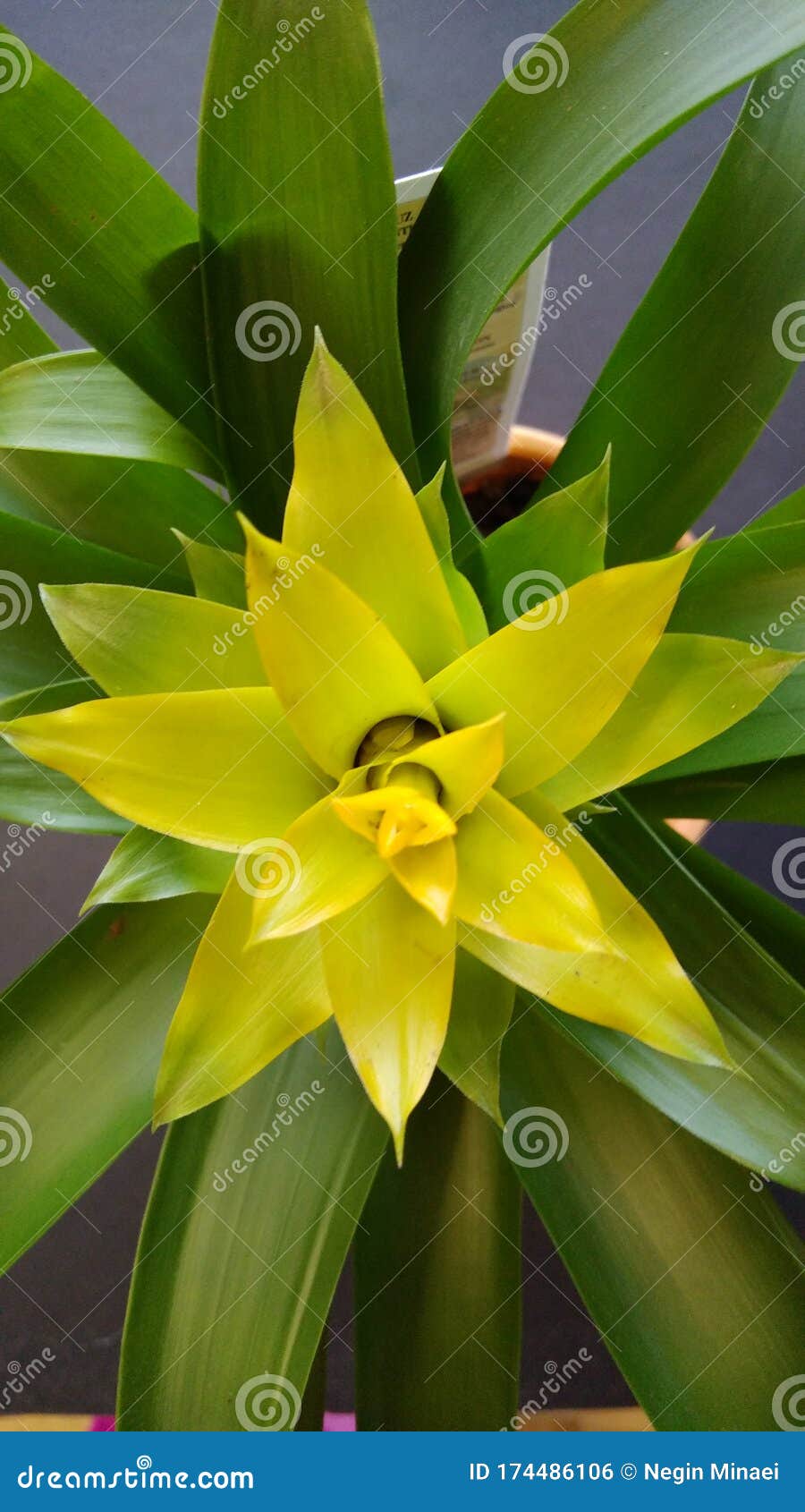 Uma Flor De Bromélia Amarela Se Abrindo Como Um Sol Foto de Stock - Imagem  de pontos, flora: 174486106