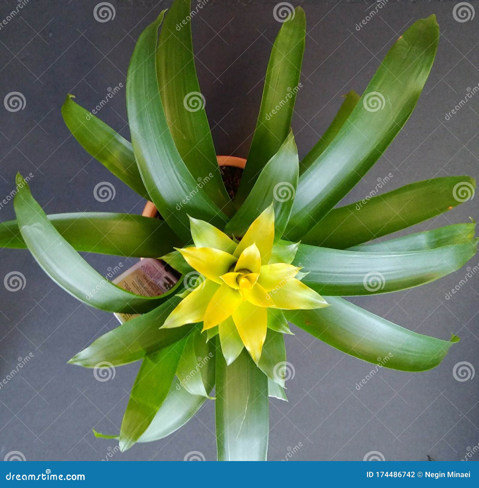 Uma Flor De Bromélia Amarela Se Abrindo Como Um Sol Foto de Stock - Imagem  de tropical, bonito: 174486742