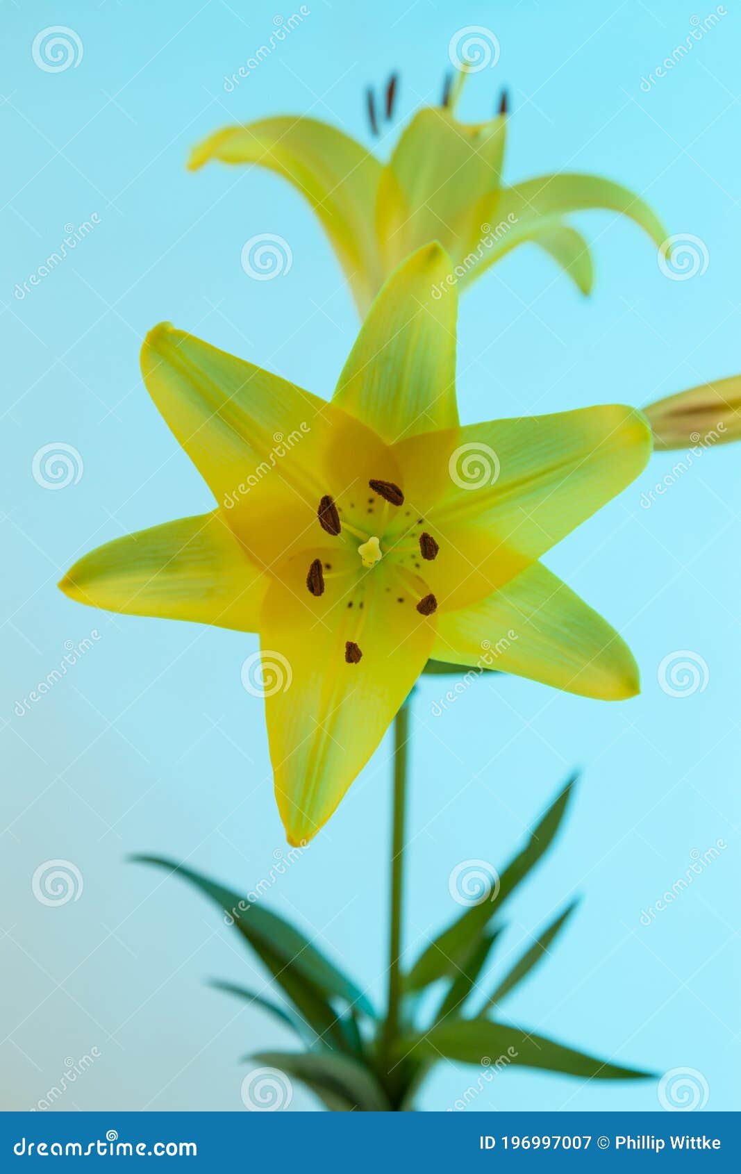 Uma Flor De Lírio Asiático Amarela Com Caule Verde Imagem de Stock - Imagem  de fundo, verde: 196997007