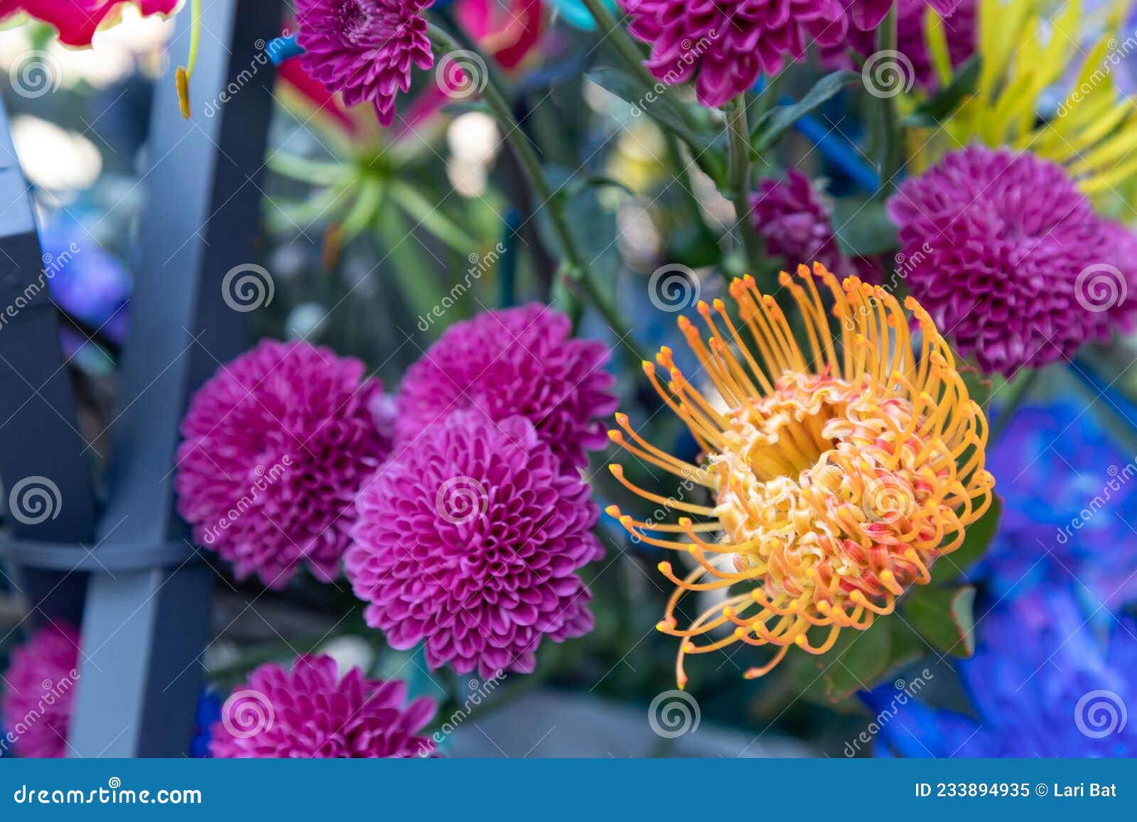 Uma Flor De Pincushion Leucospermum Cordifolium E Dahlias Roxas Num Buquê  Exótico Com Elementos De Madeira. Modernidade Imagem de Stock - Imagem de  autêntico, naughty: 233894935