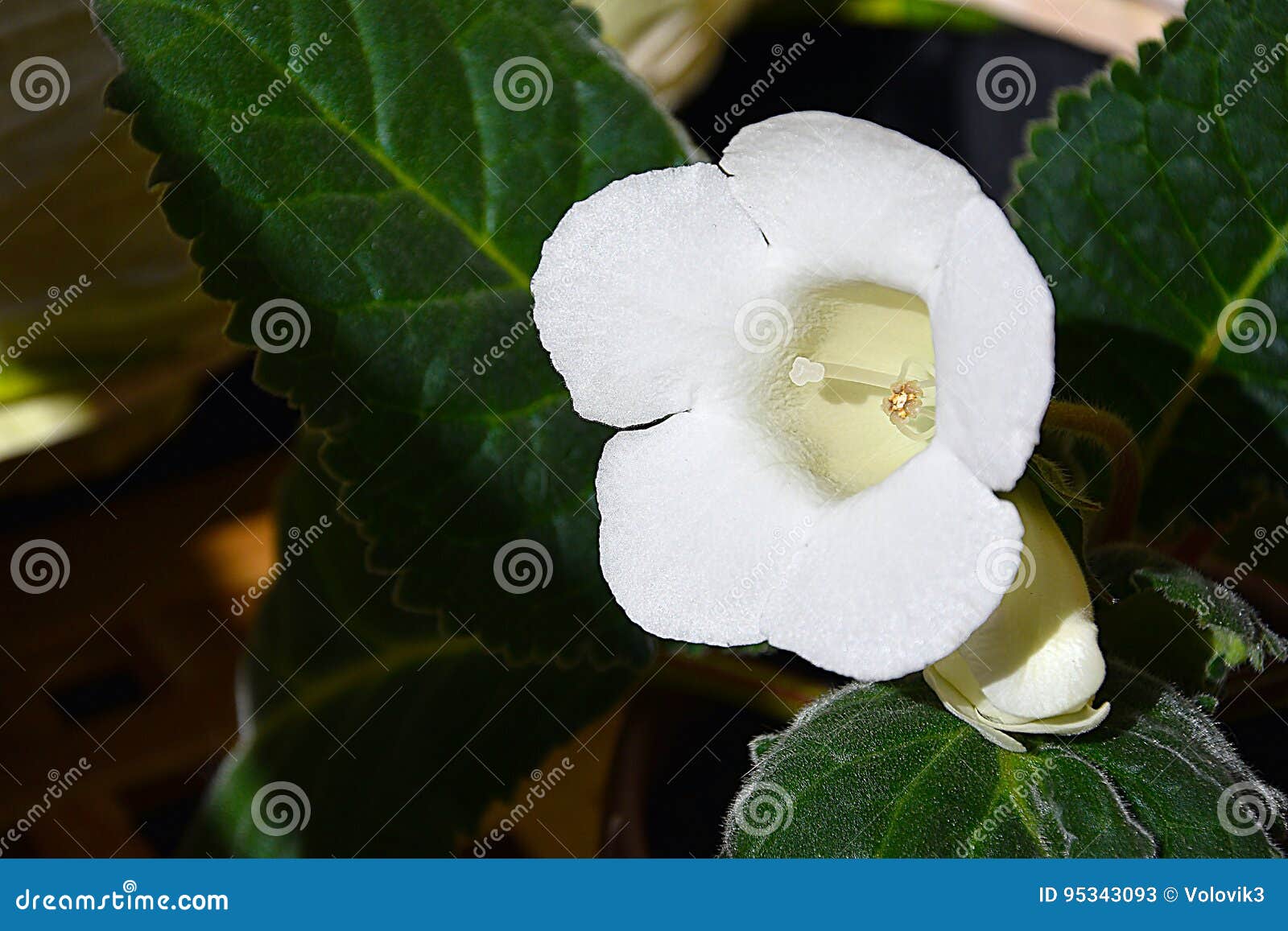 Uma Flor Do Gloxinia De Constante, Branca Imagem de Stock - Imagem de  planta, pétalas: 95343093