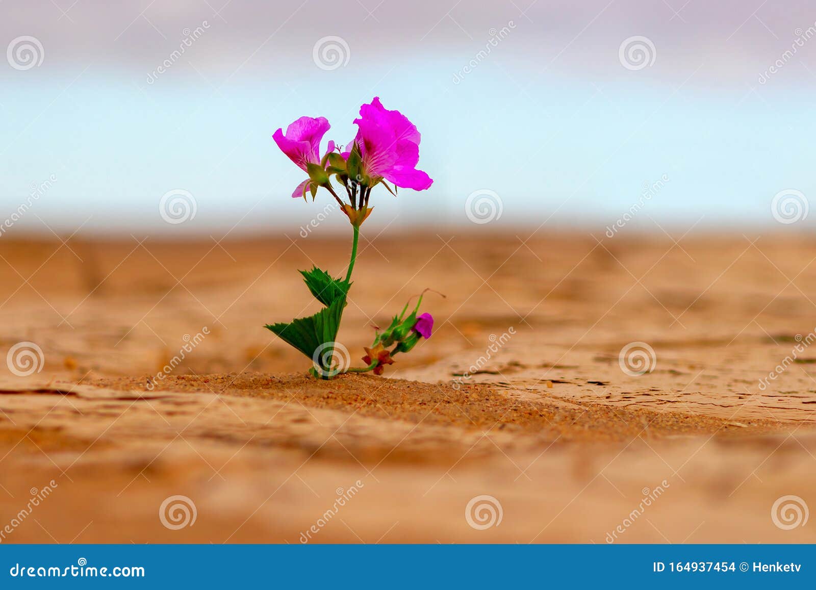 Uma Flor Rosa Solitária No Meio Do Deserto Foto de Stock - Imagem de  jardim, bonito: 164937454