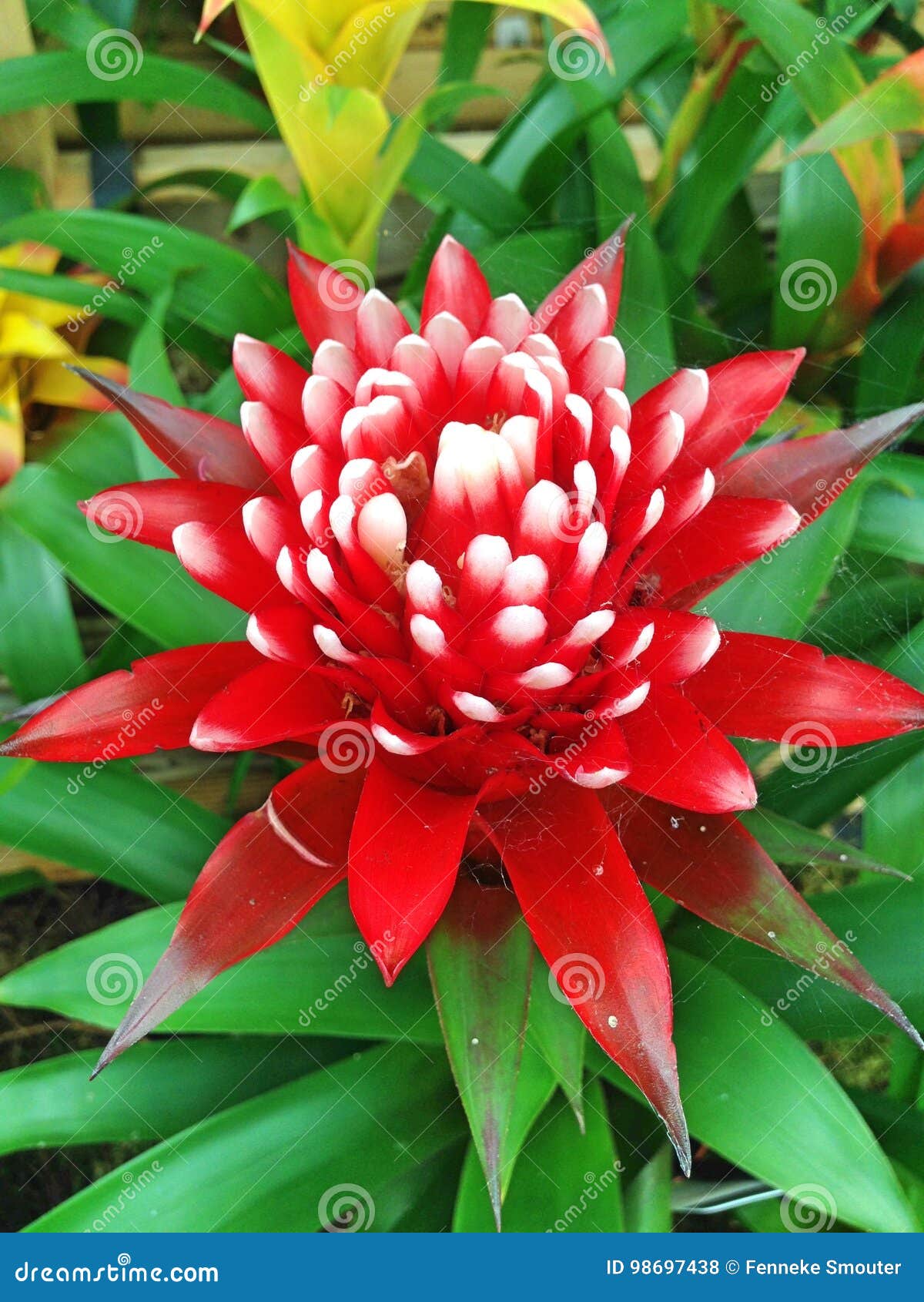 Uma Flor Vermelha E Branca Tropical Da Bromeliácea Foto de Stock - Imagem  de colorido, botânica: 98697438
