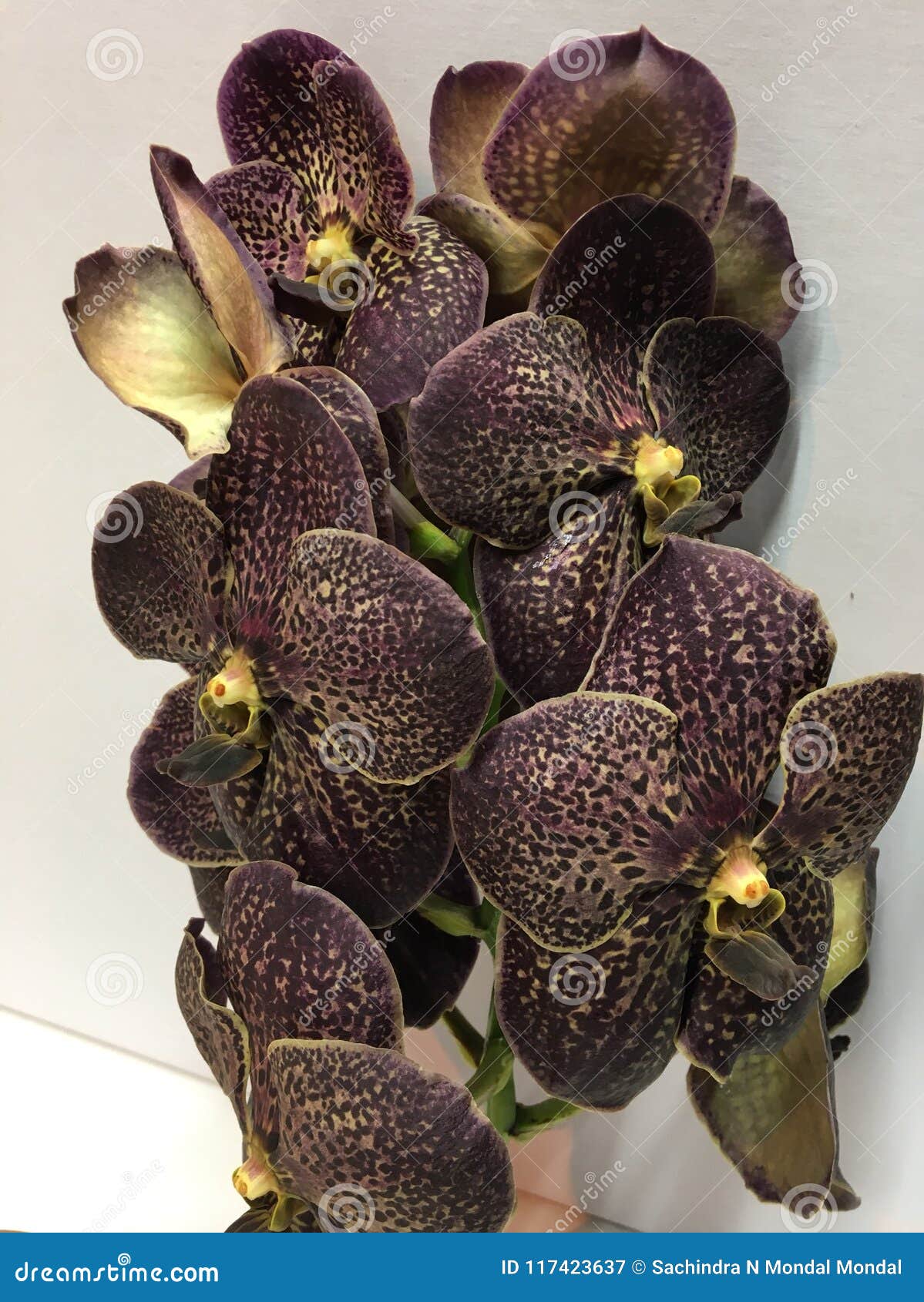 Uma Haste Da Orquídea Marrom Escura Da Cor Imagem de Stock - Imagem de  feito, encantador: 117423637
