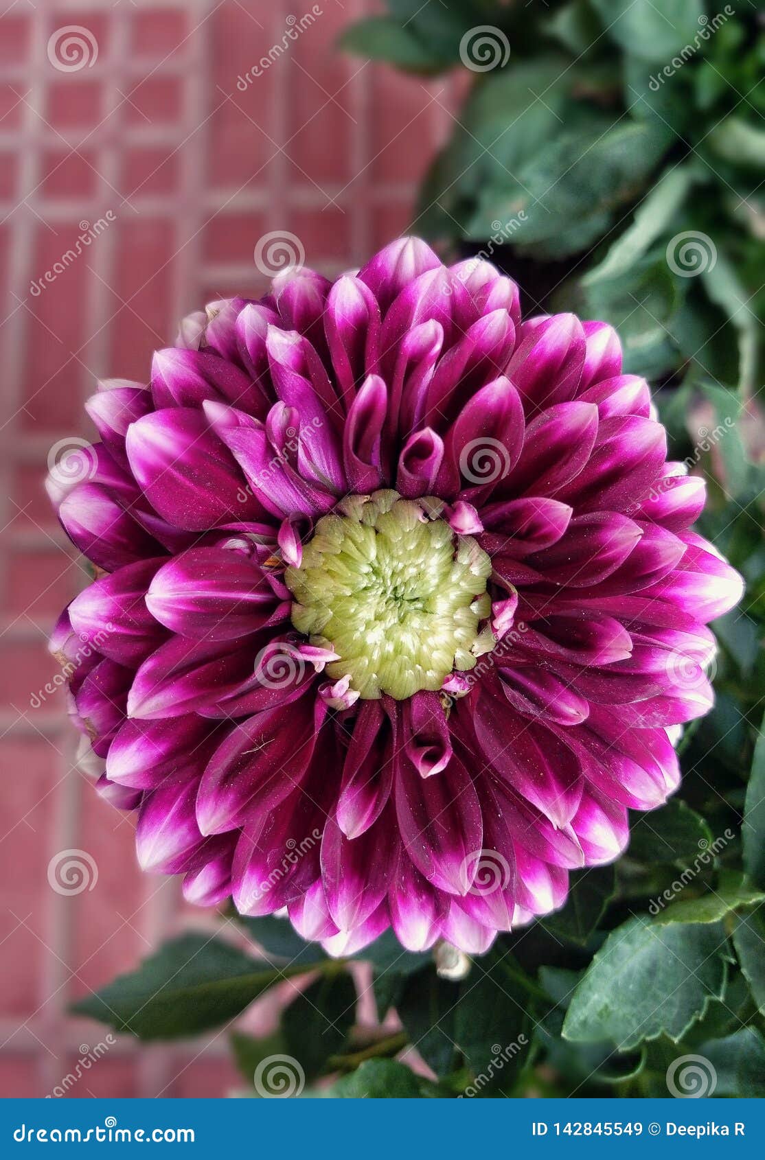 Uma Imagem Bonita Da Flor Da Dália Imagem de Stock - Imagem de glorioso,  oferta: 142845549