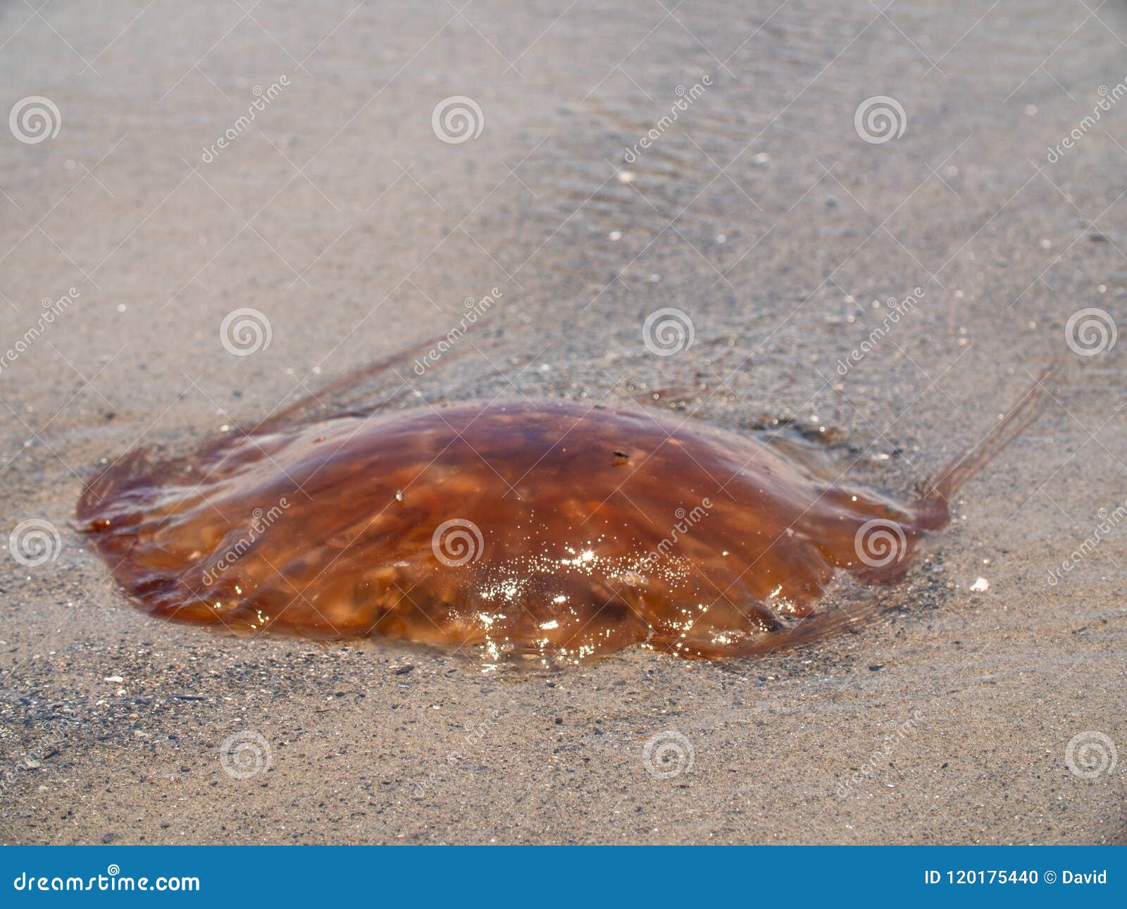 Uma medusa lavada para suportar. Uma medusa lavou acima na costa em Maine