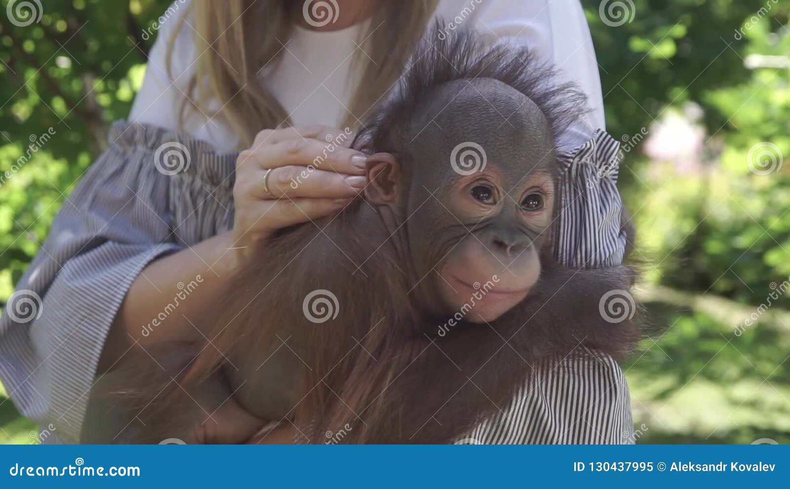 Bebê macaco chimpanzé atrás das grades