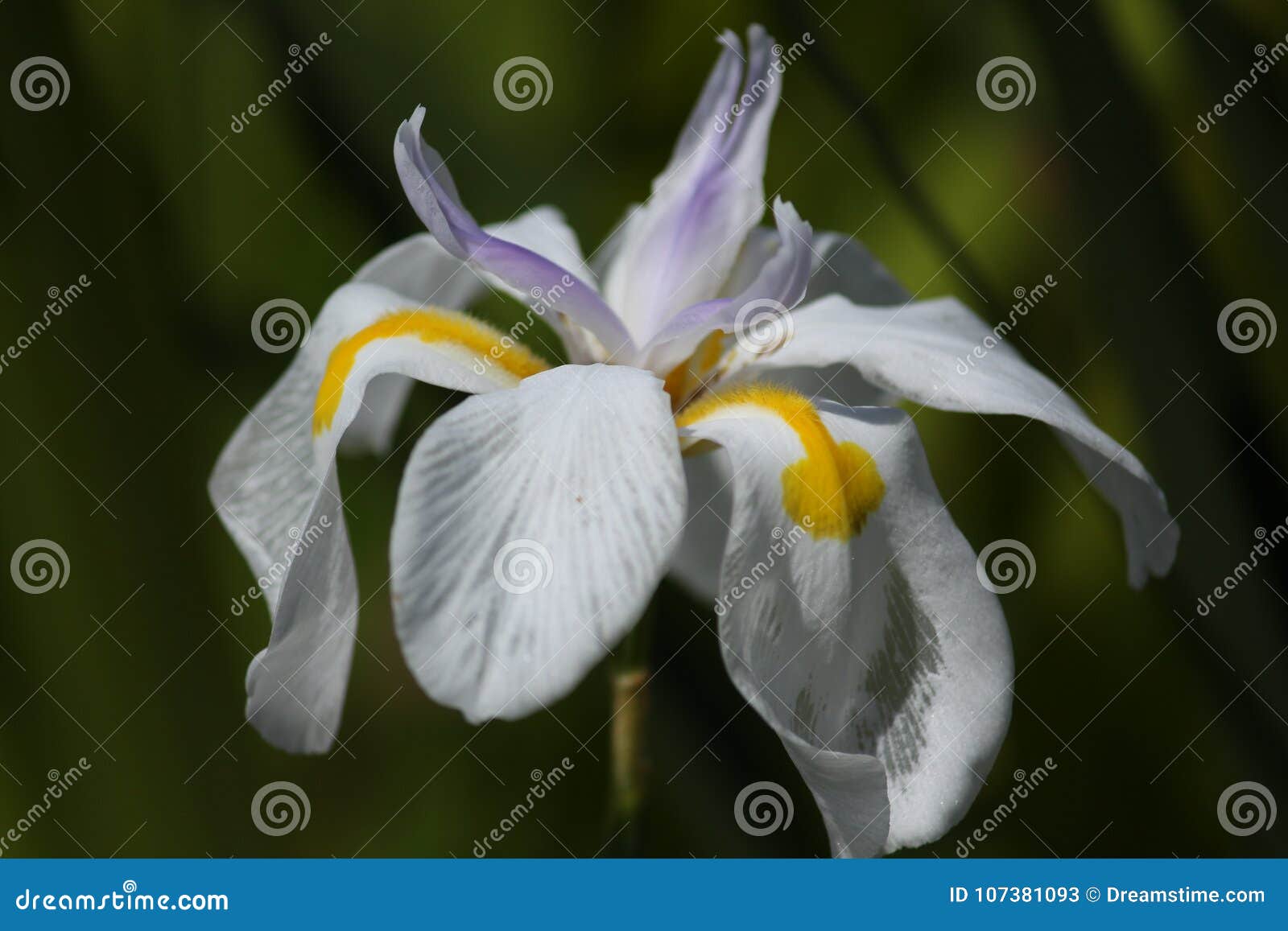 Uma Orquídea Branca, Amarela E Roxa Imagem de Stock - Imagem de fotografia,  amarelo: 107381093