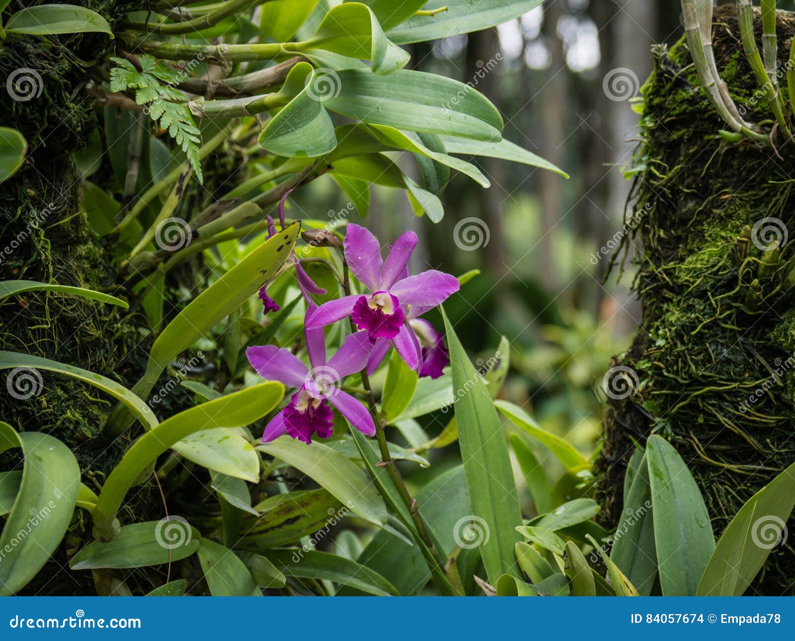 Uma Orquídea Roxa Contra As Folhas Verdes Foto de Stock - Imagem de flor,  feriado: 84057674