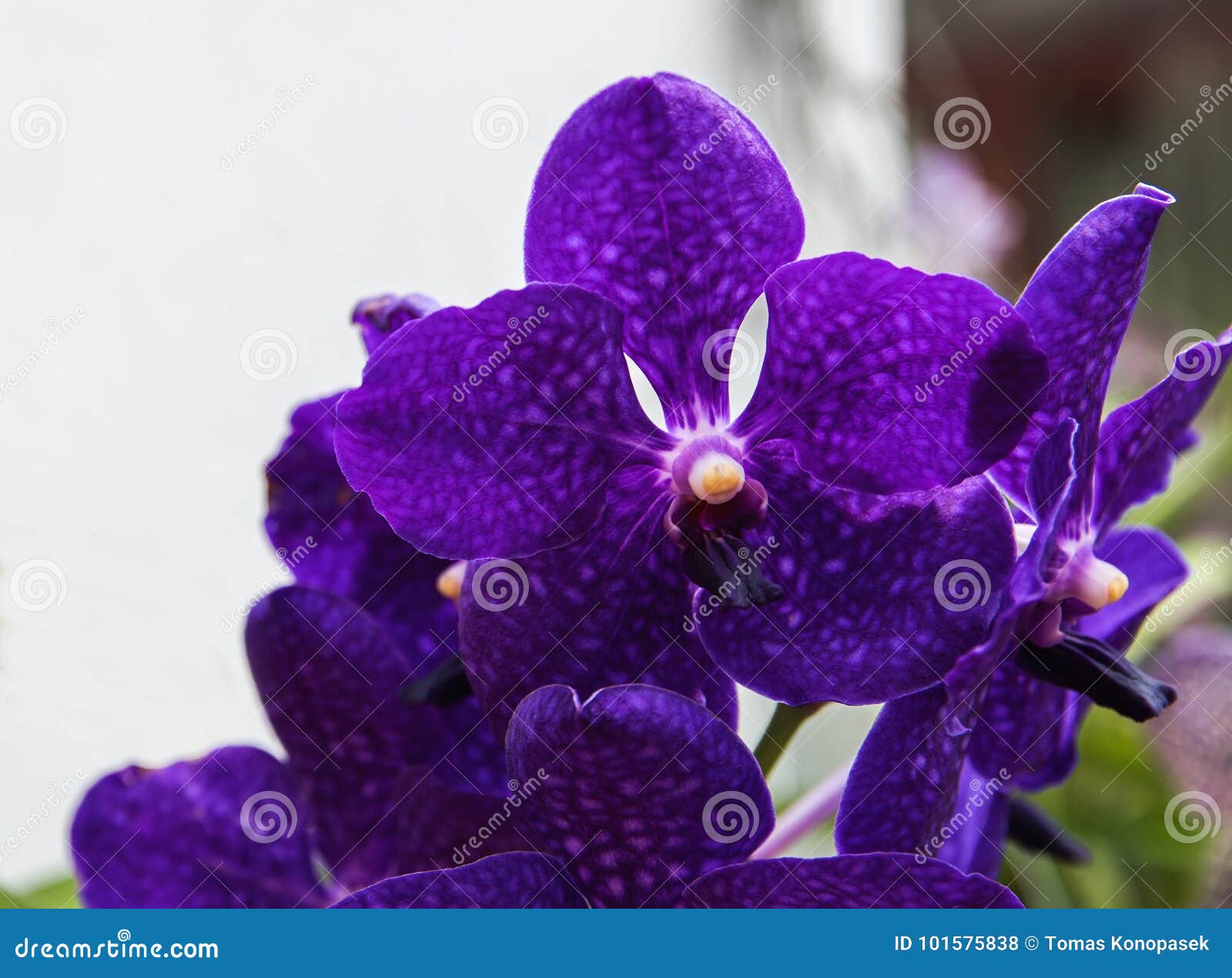 Uma orquídea roxa escura foto de stock. Imagem de seletivo - 101575838