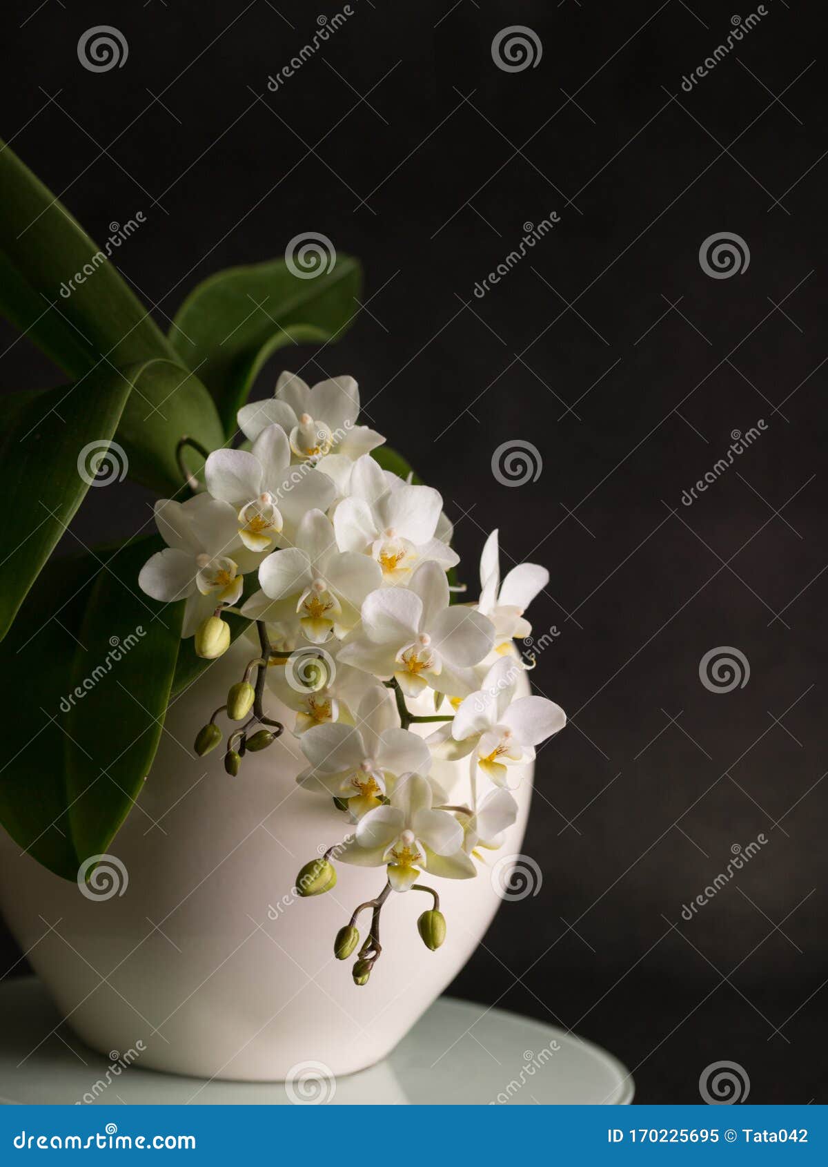 Uma Pequena Orquídea Branca Florescente Do Gênero Phalaenopsis, Variedade  Soft Cloud, No Vaso Cerâmico Imagem de Stock - Imagem de beleza, nuvem:  170225695