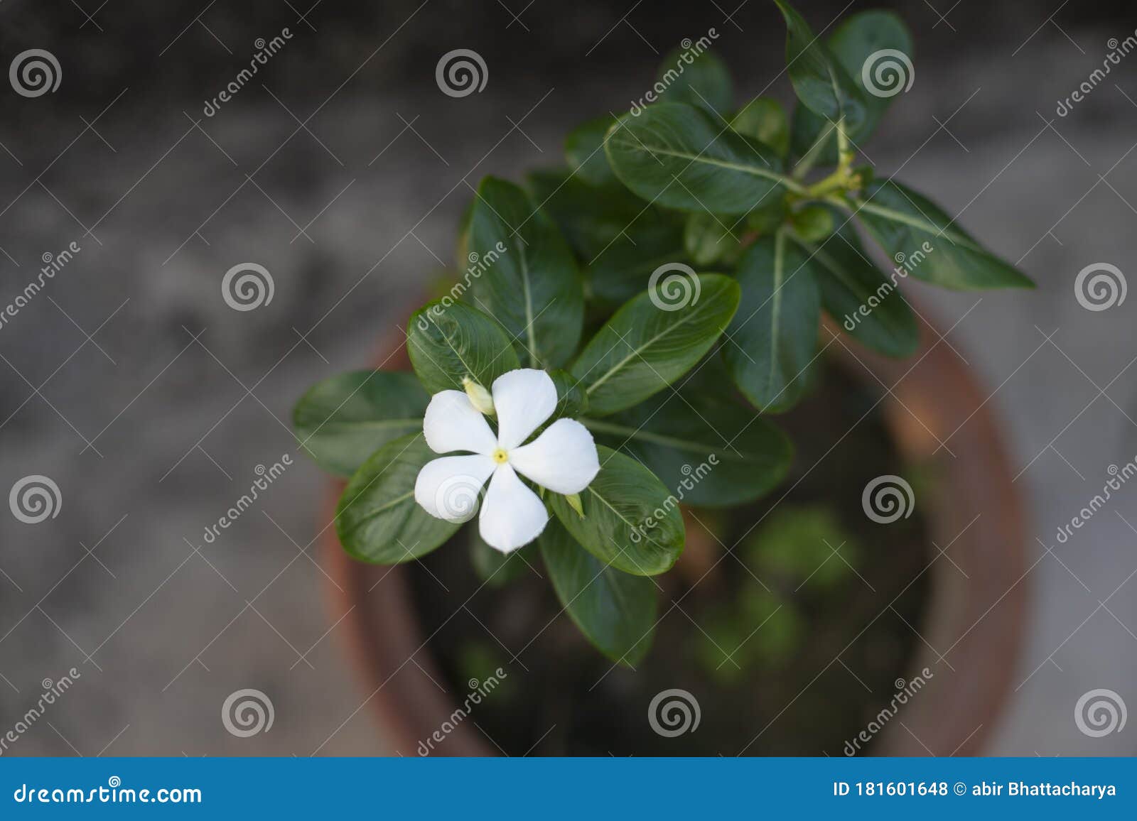 Uma Pequena Planta Com Flor Branca Num Vaso Num Jardim De Terror I Foto de  Stock - Imagem de telhado, grupo: 181601648