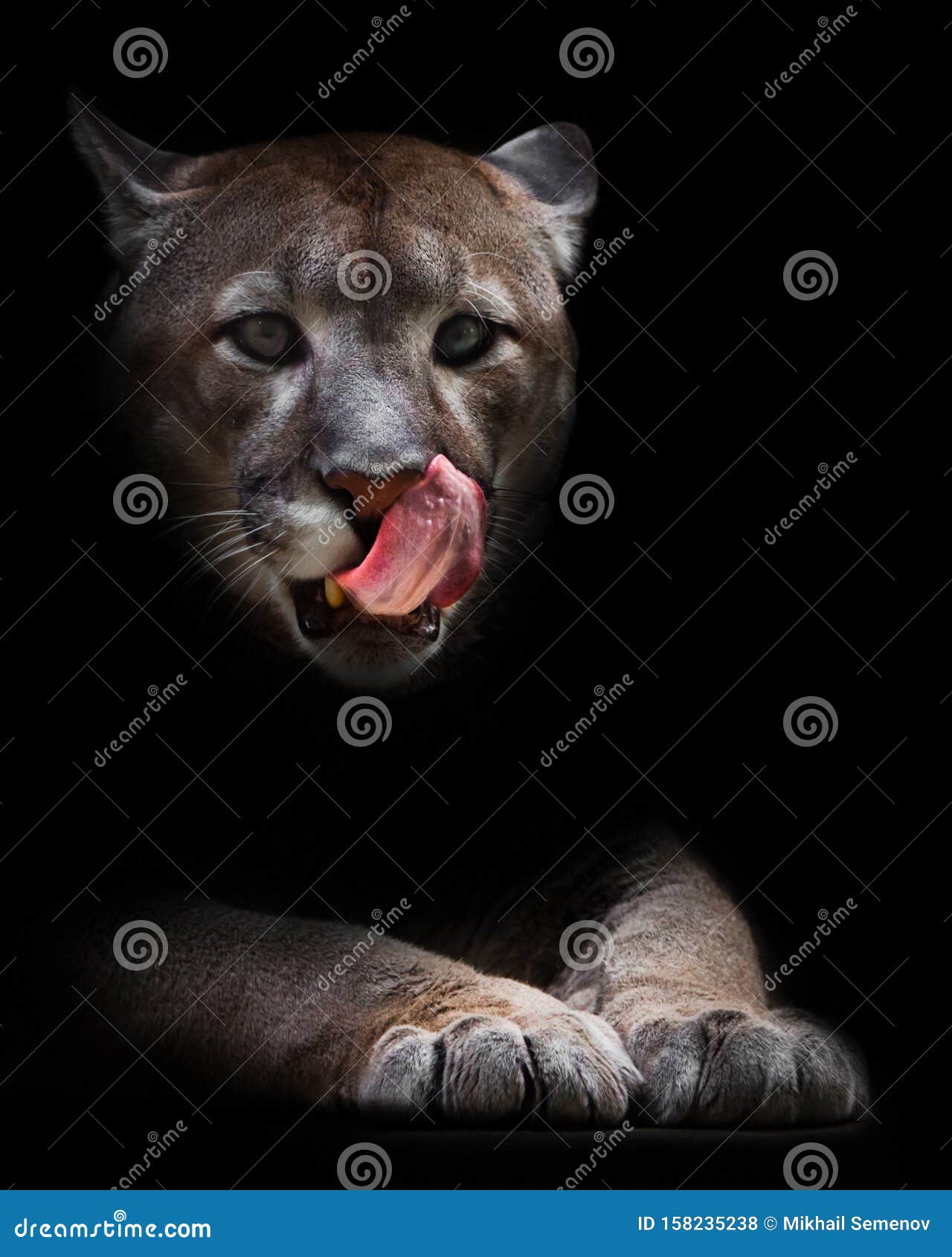 sexual Violín Santuario Uma Puma De Puma Fêmea Sai Da Escuridão E Lamber Seu Rosto Com Sua Língua  Vermelha, Sonhando Com Foto de Stock - Imagem de sensual, pele: 158235238