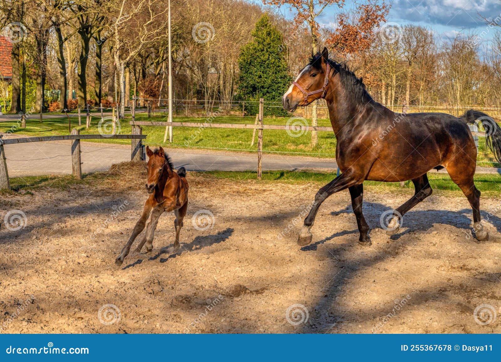 Garanhão cavalo árabe cavalo equestre máscara de cabeça, cavaleiro