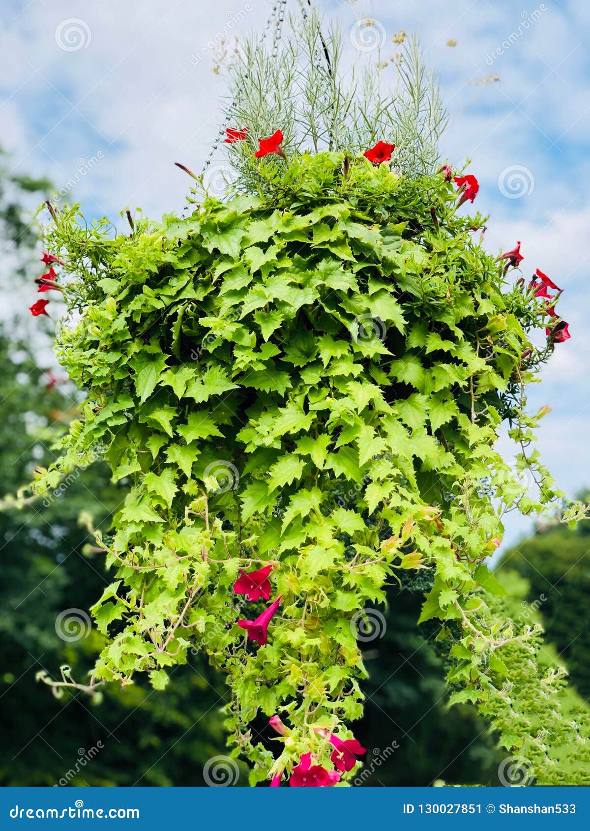 Uma Suspensão Em Pasta Das Flores Da Planta E Da Corriola Da Hera Imagem de  Stock - Imagem de decorativo, verde: 130027851