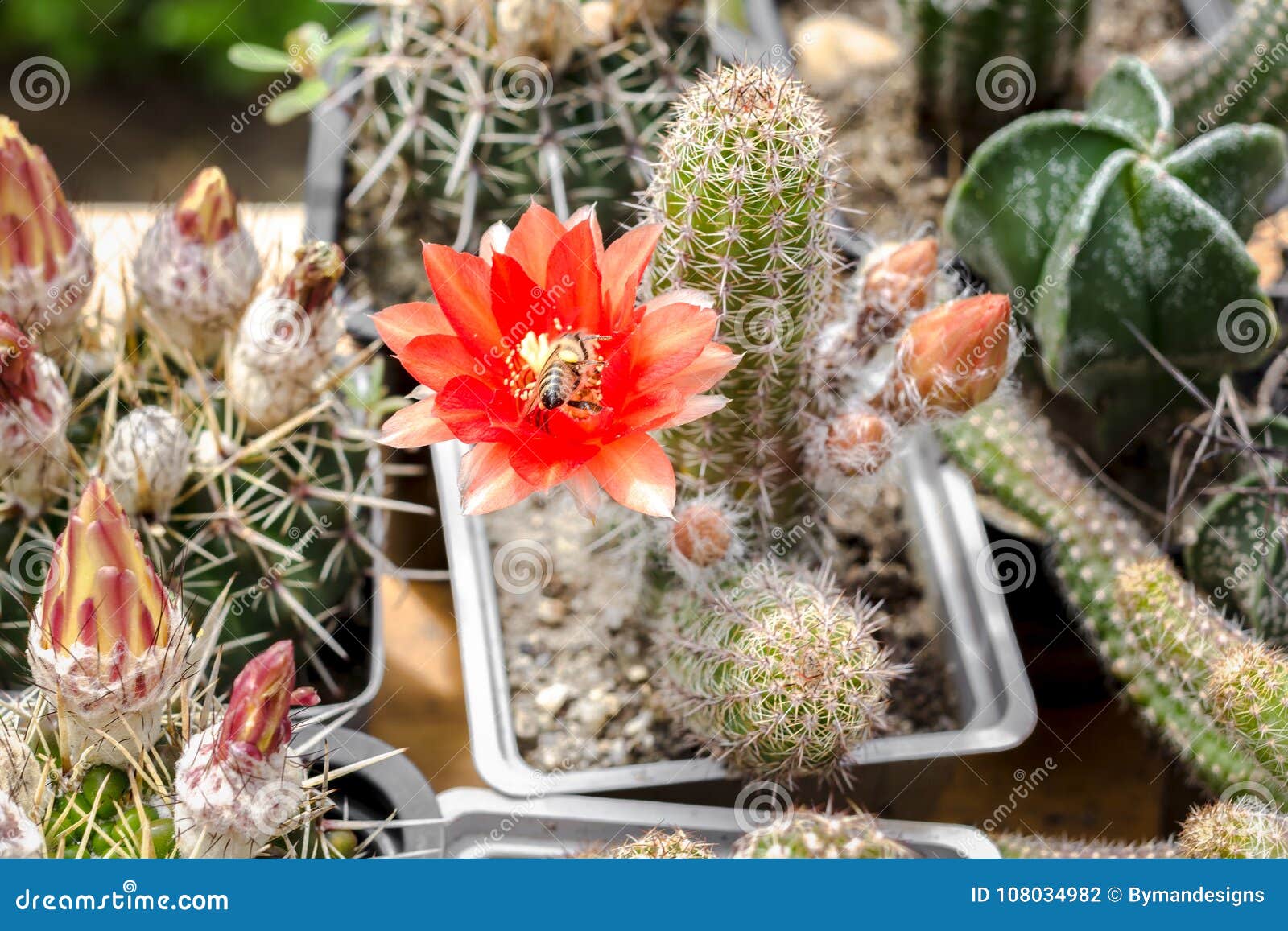 Uma Variedade De Flores Dos Cactos Que Florescem Em Uns Potenciômetros Foto  de Stock - Imagem de espinho, sido: 108034982