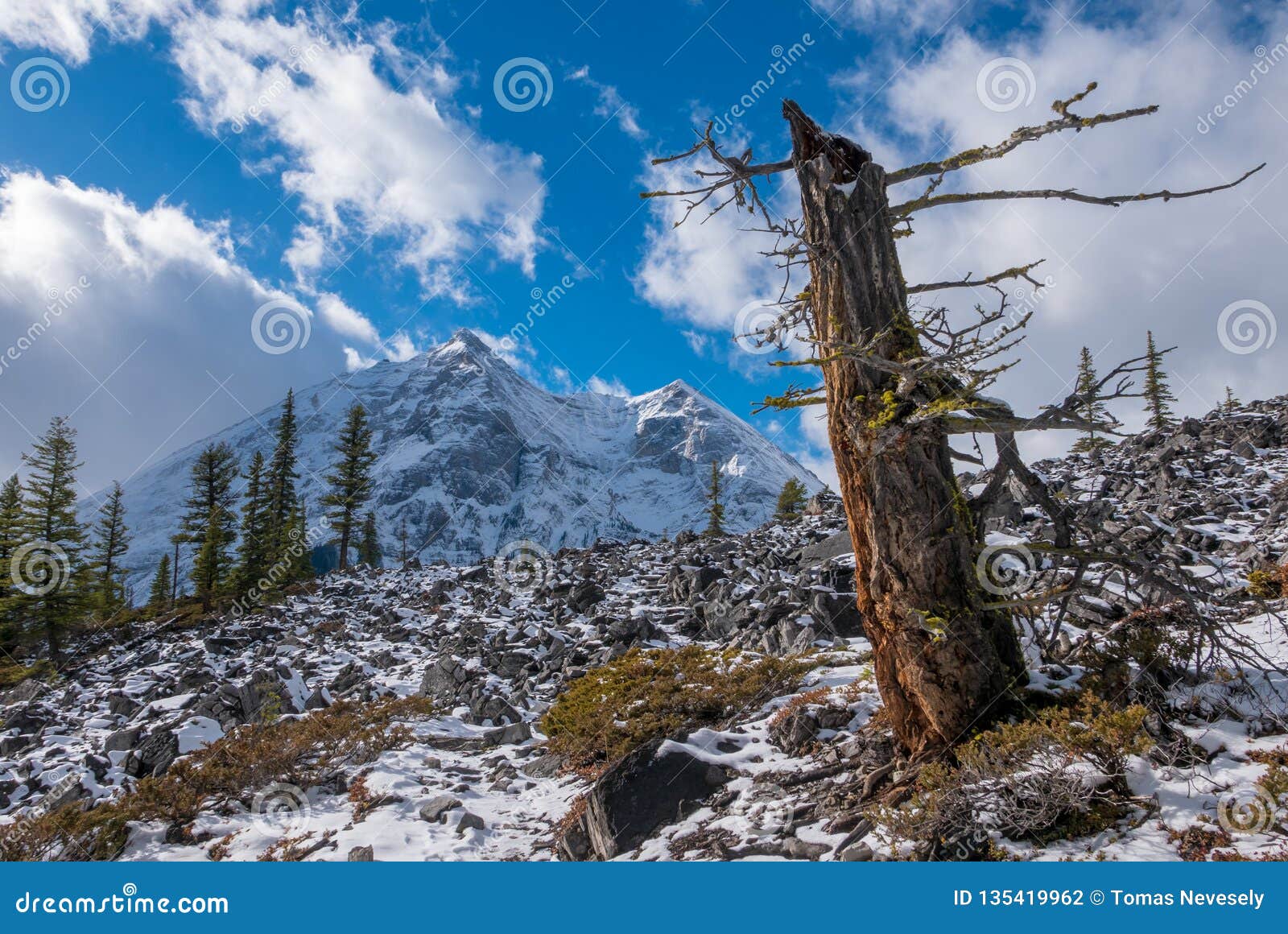 Uma árvore velha em um lado de uma montanha na fuga superior do lago Kananaskis em Peter Lougheed Provincial Park, Alberta, Canadá