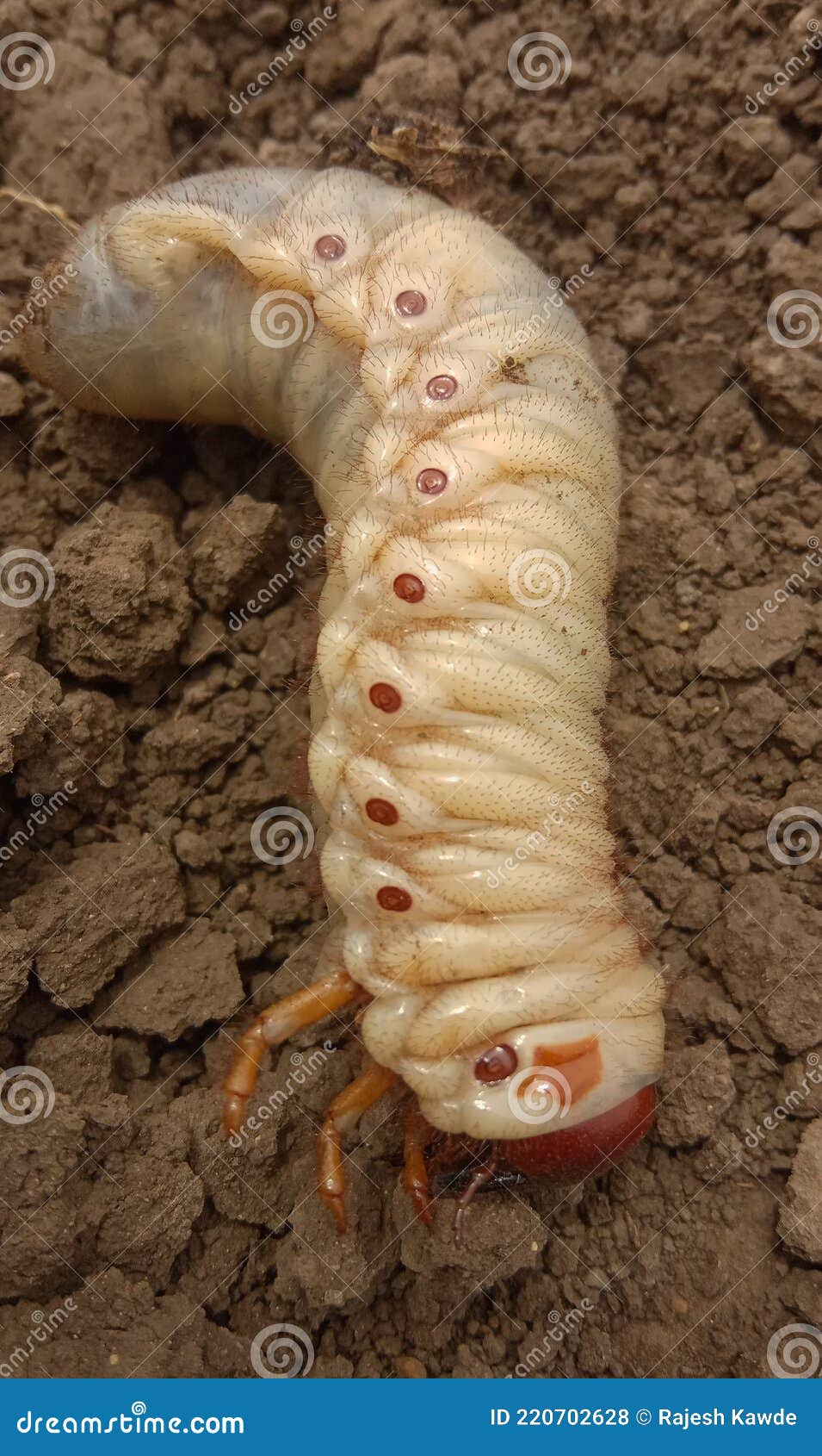 Umani) Insects in Indian Farms Stock Photo - Image of body, insects: 220702628 Umani) Insects in Indian Farms Stock Photo - Image of body, insects: 220702628