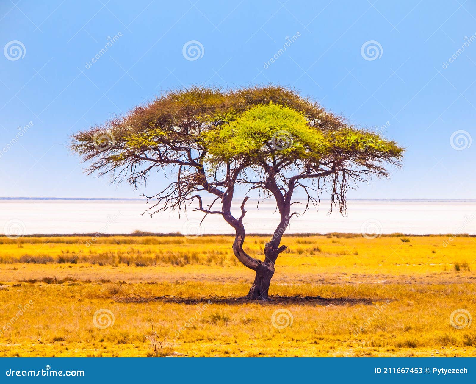 Umbrella Acacia Tree in Savanna Stock Image - Image of south, yellow:  211667453