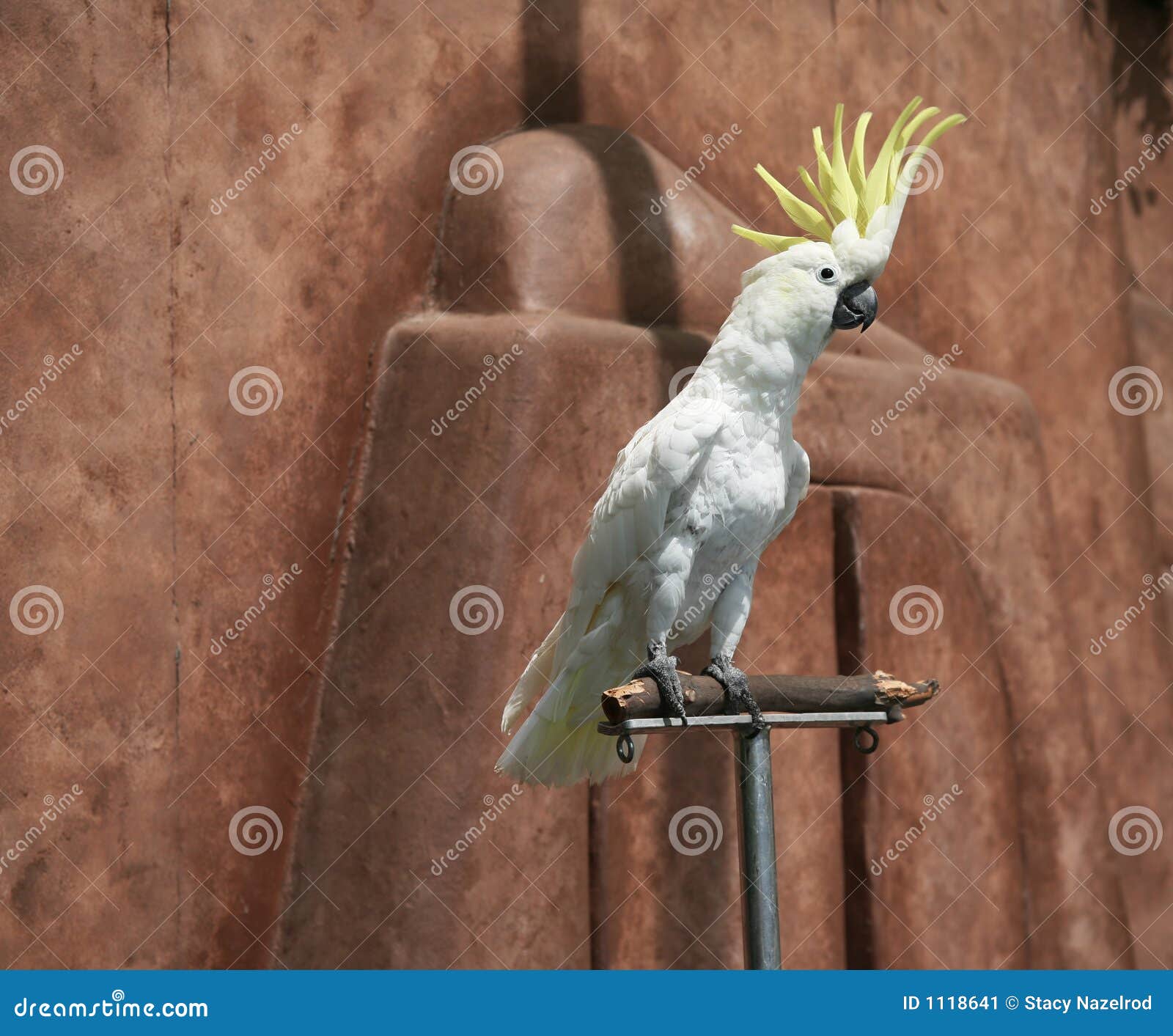 cute umbrella cockatoo cute umbrella cockatoo