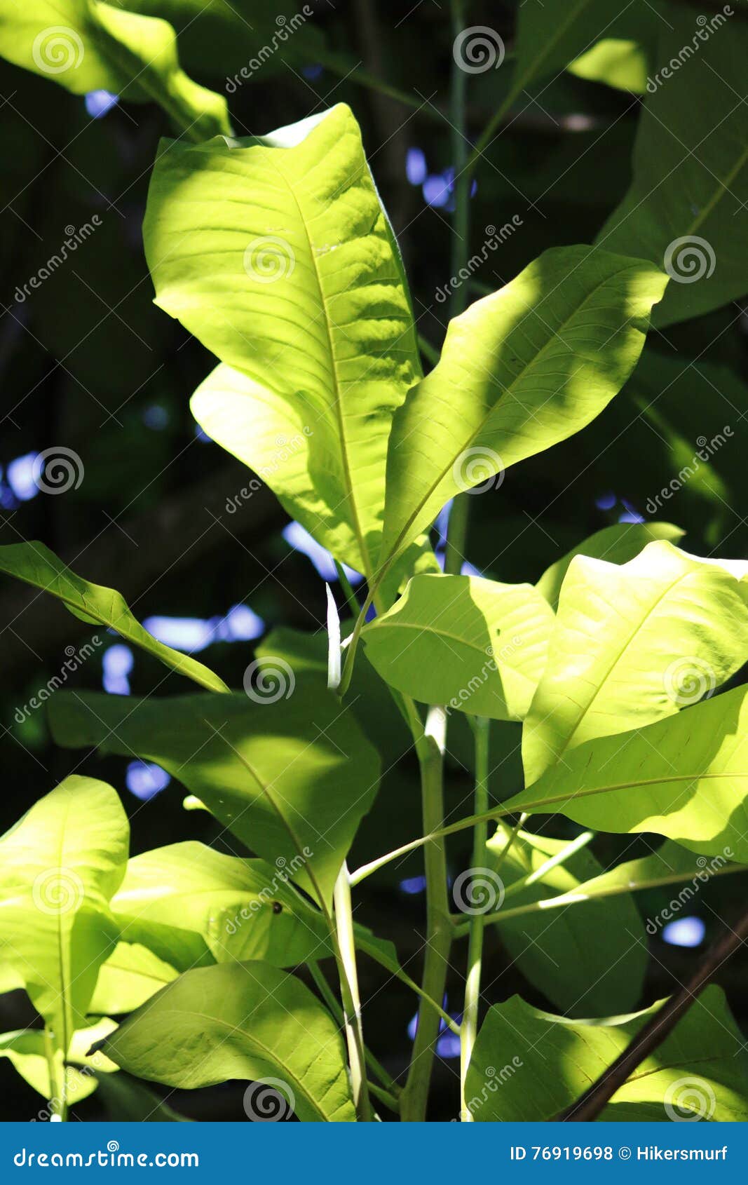 Umbrella magnolia fruit stock photo. Image of tree, barque 76919698