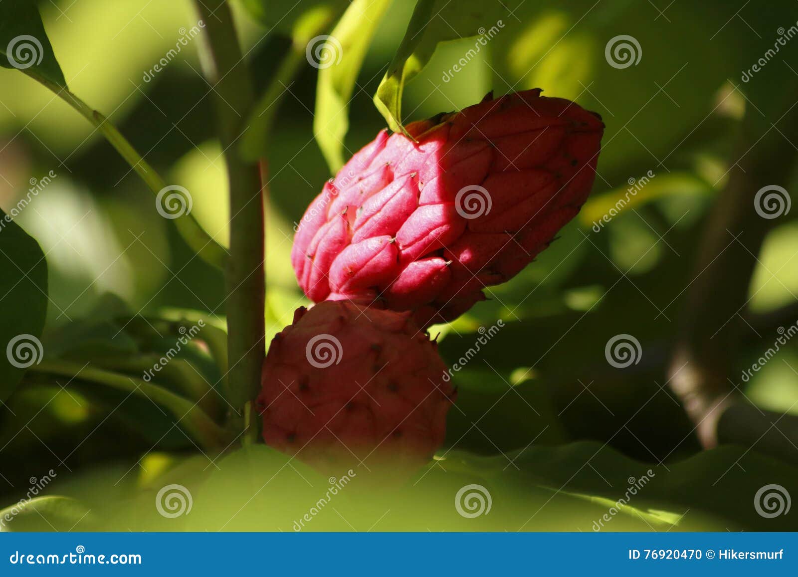 Umbrella magnolia fruit stock photo. Image of roller 76920470