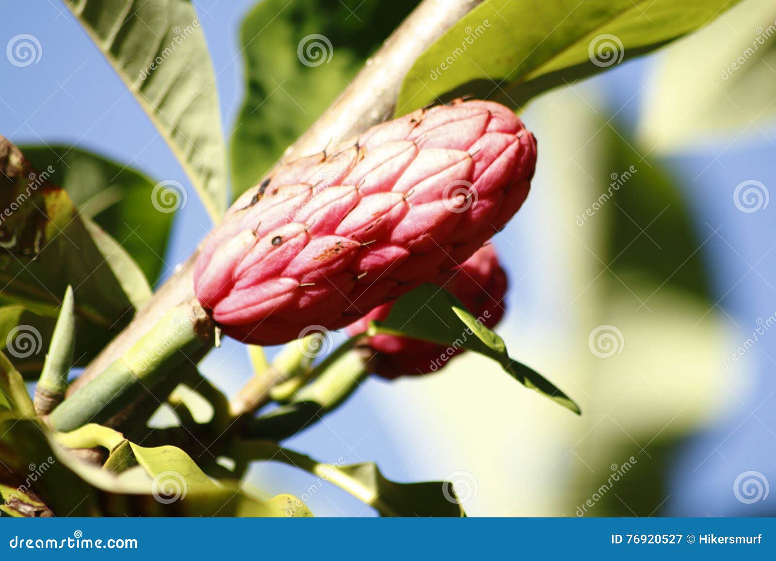 Umbrella magnolia fruit stock image. Image of branch 76920527