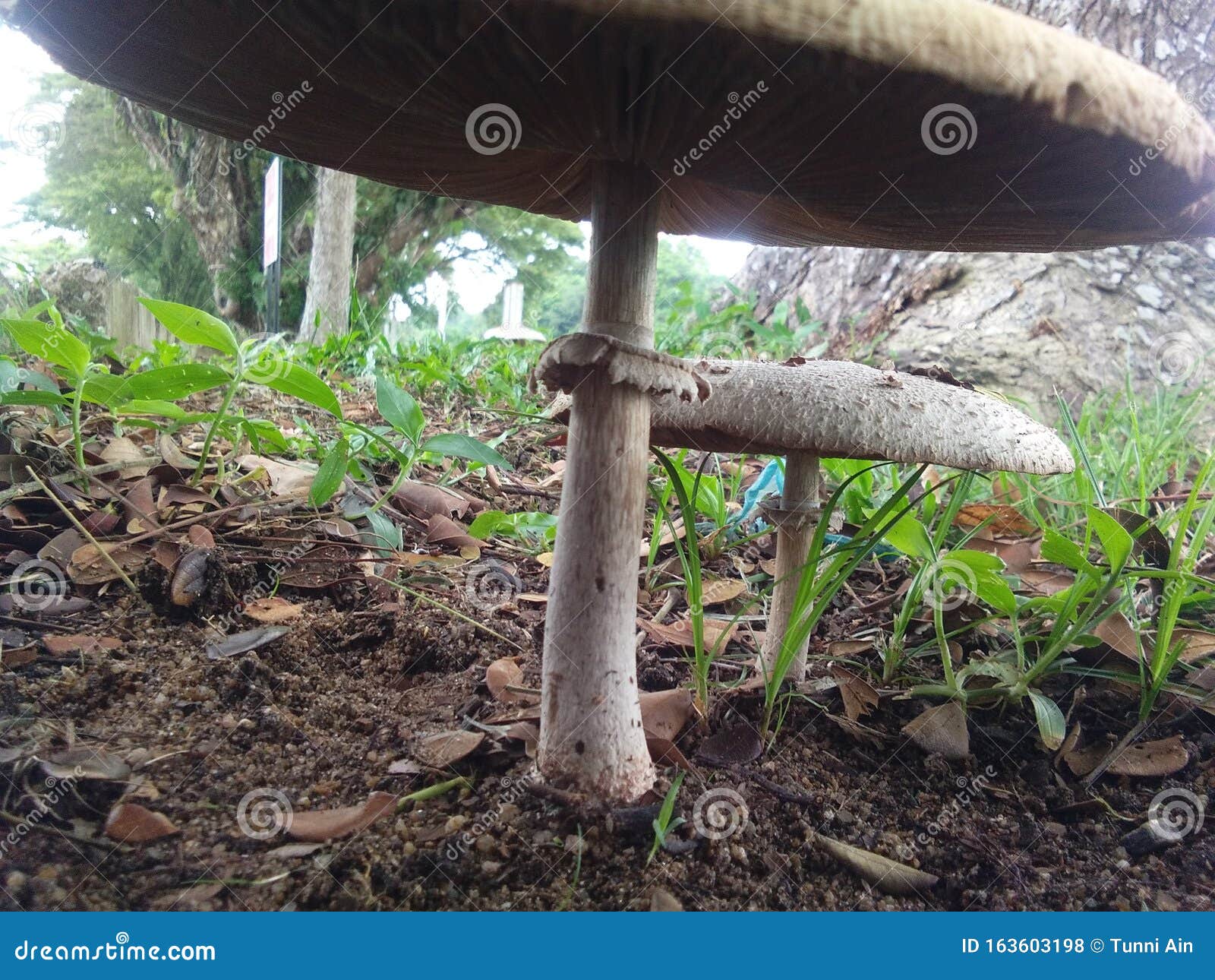 An Umbrella Mushroom stock photo. Image of rain, mushroom 163603198