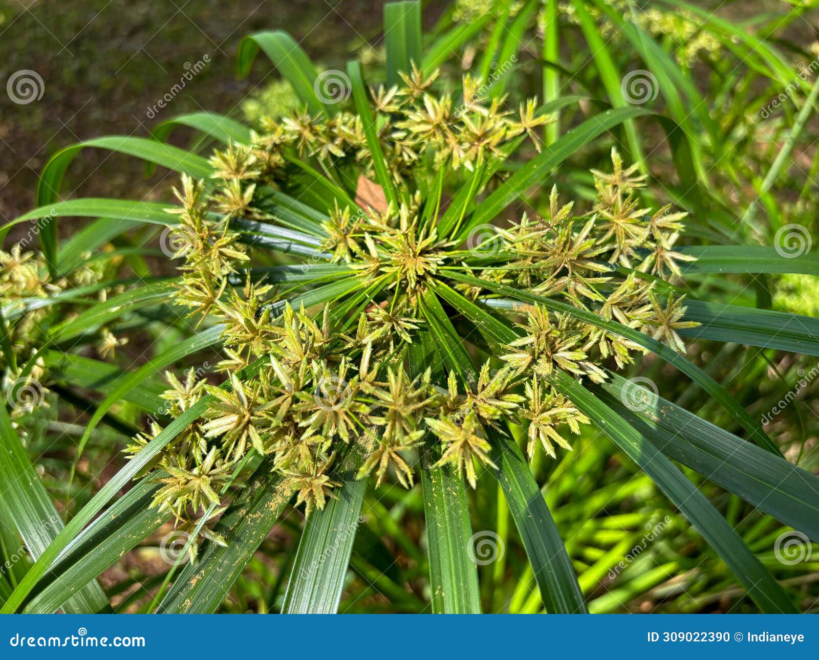 umbrella papyrus or umbrella sedge flowers